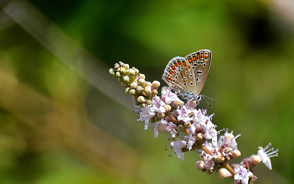 Sigma 70-300mm F4-5.6 APO Macro Super II sample photo. Le papillon photography