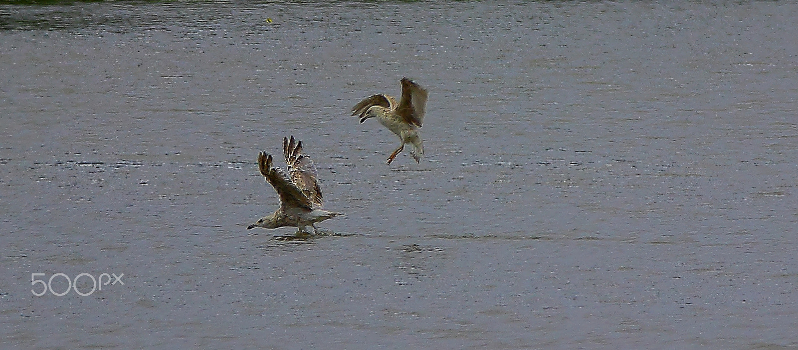 Sigma 150-600mm F5-6.3 DG OS HSM | C sample photo. Seagulls on the maaria lake photography