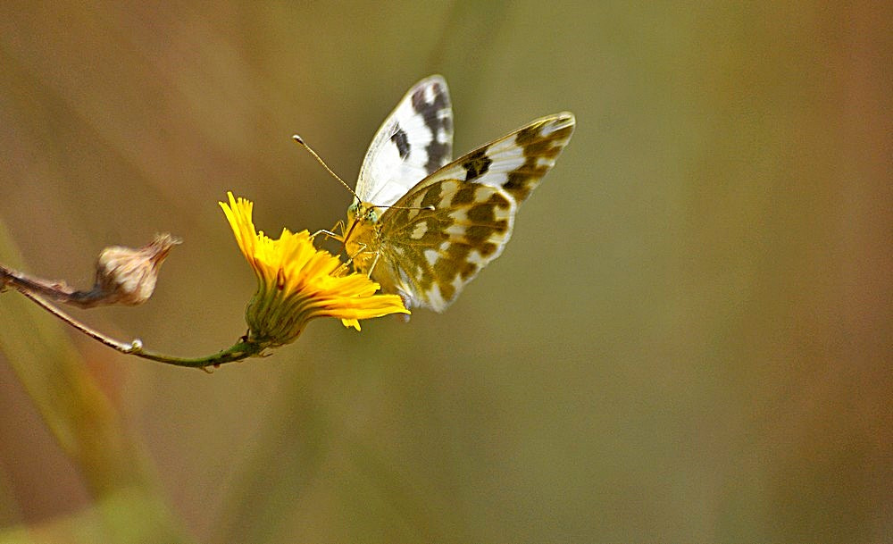 Sigma 70-300mm F4-5.6 APO Macro Super II sample photo. Le papillon photography