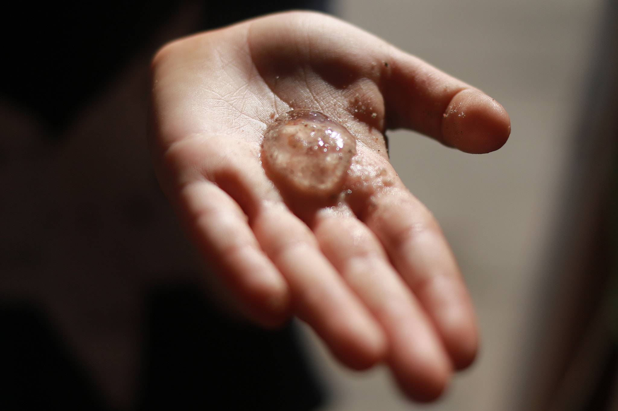 Canon EF 35mm F2 IS USM sample photo. Jellyfish photography