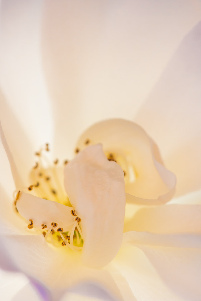 Sigma APO Macro 150mm f/2.8 EX DG HSM sample photo. Intimidad de una rosa 5 - intimacy of a rose 5 photography