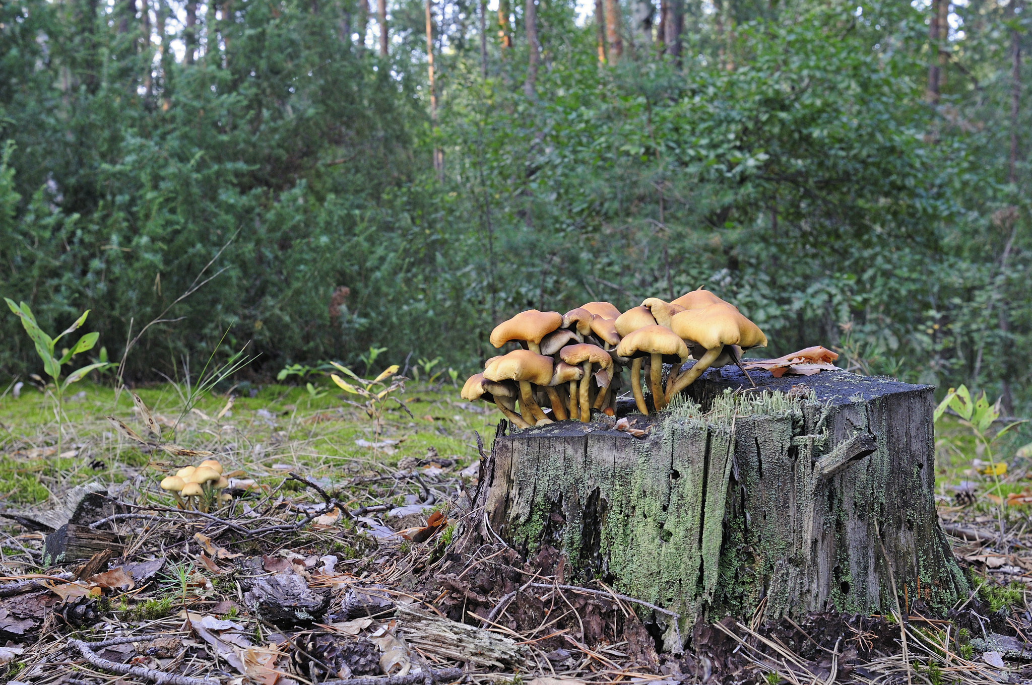 Nikon D300S + Nikon AF Nikkor 24mm F2.8D sample photo. Mushrooms photography