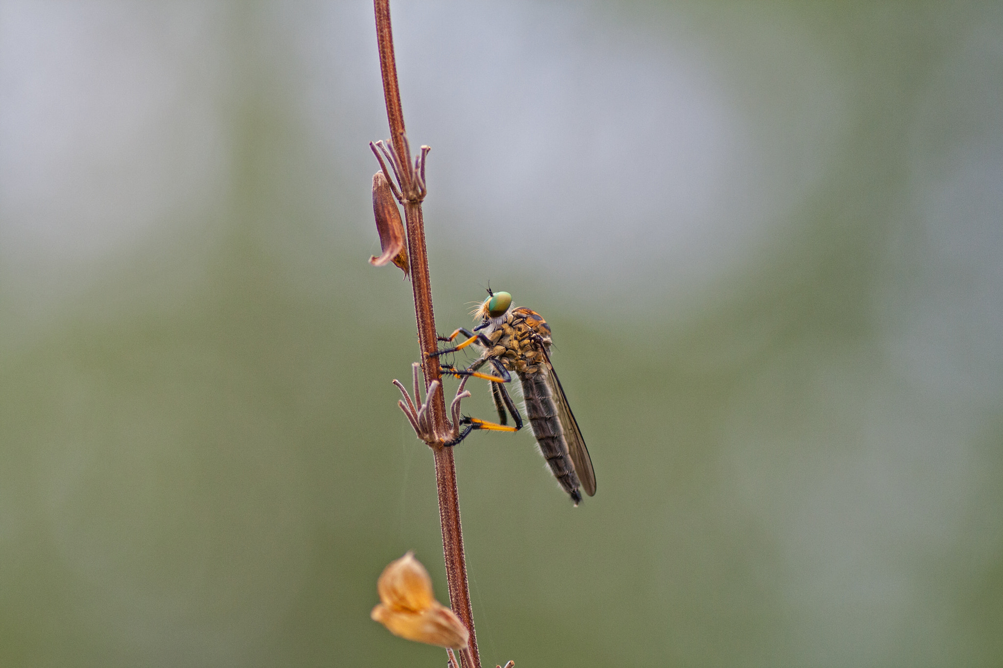 Canon EOS 400D (EOS Digital Rebel XTi / EOS Kiss Digital X) + Tamron SP AF 90mm F2.8 Di Macro sample photo. Dragon fly up close photography