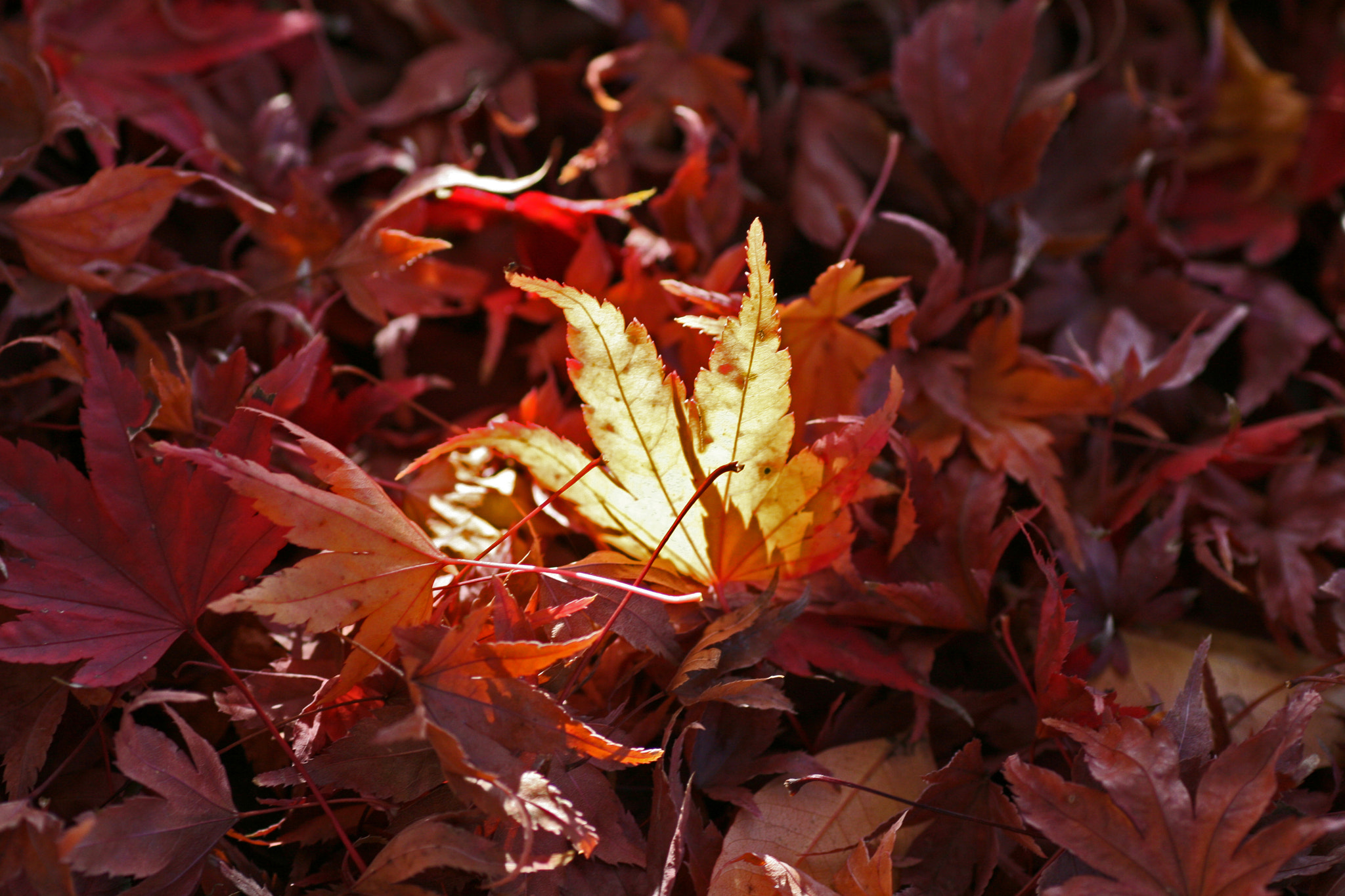 Canon EOS 400D (EOS Digital Rebel XTi / EOS Kiss Digital X) + Tamron SP AF 90mm F2.8 Di Macro sample photo. Maple leaf sun kissed photography