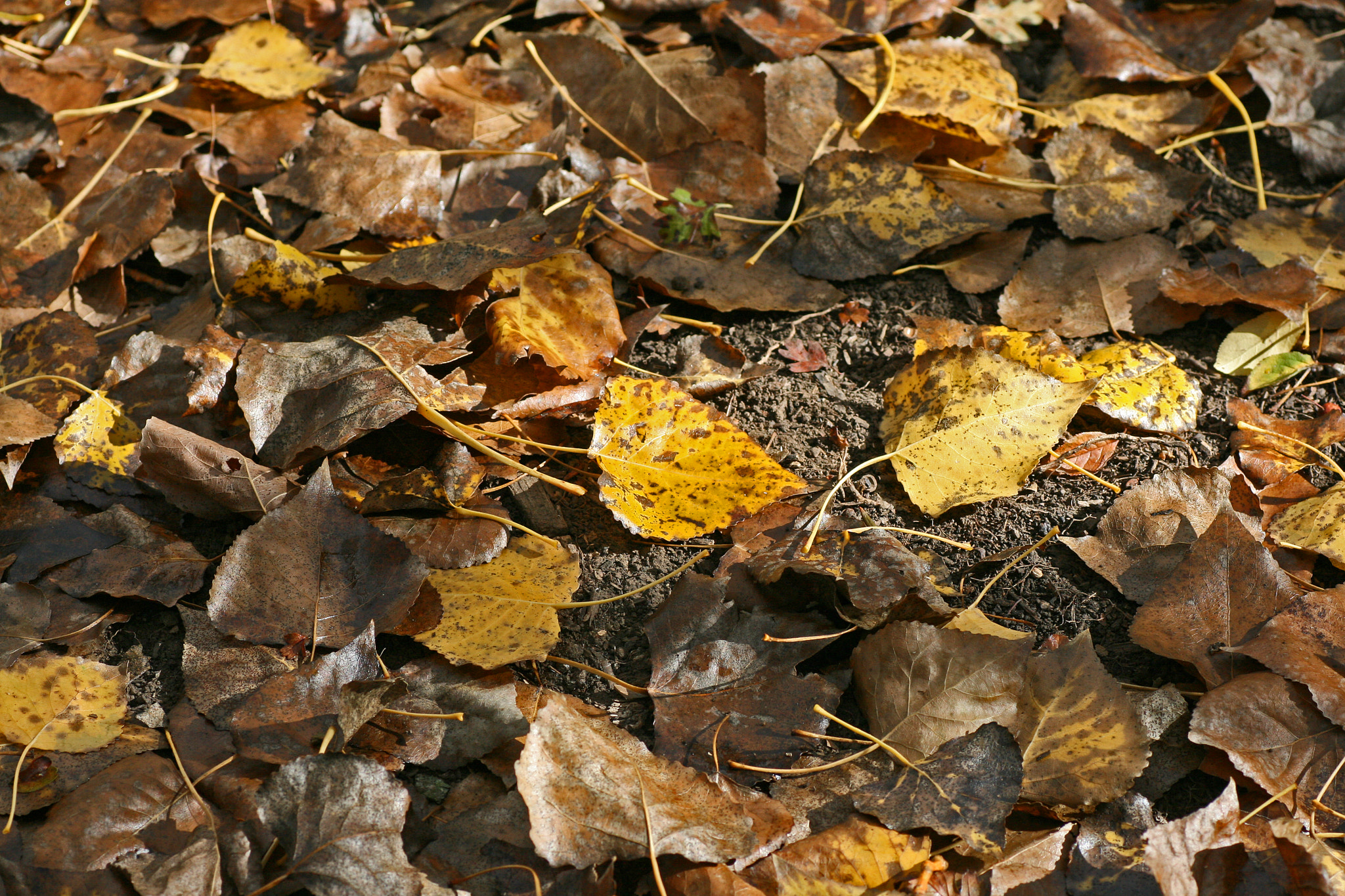 Canon EOS 400D (EOS Digital Rebel XTi / EOS Kiss Digital X) + Tamron SP AF 90mm F2.8 Di Macro sample photo. Carpet of autumn leaves photography