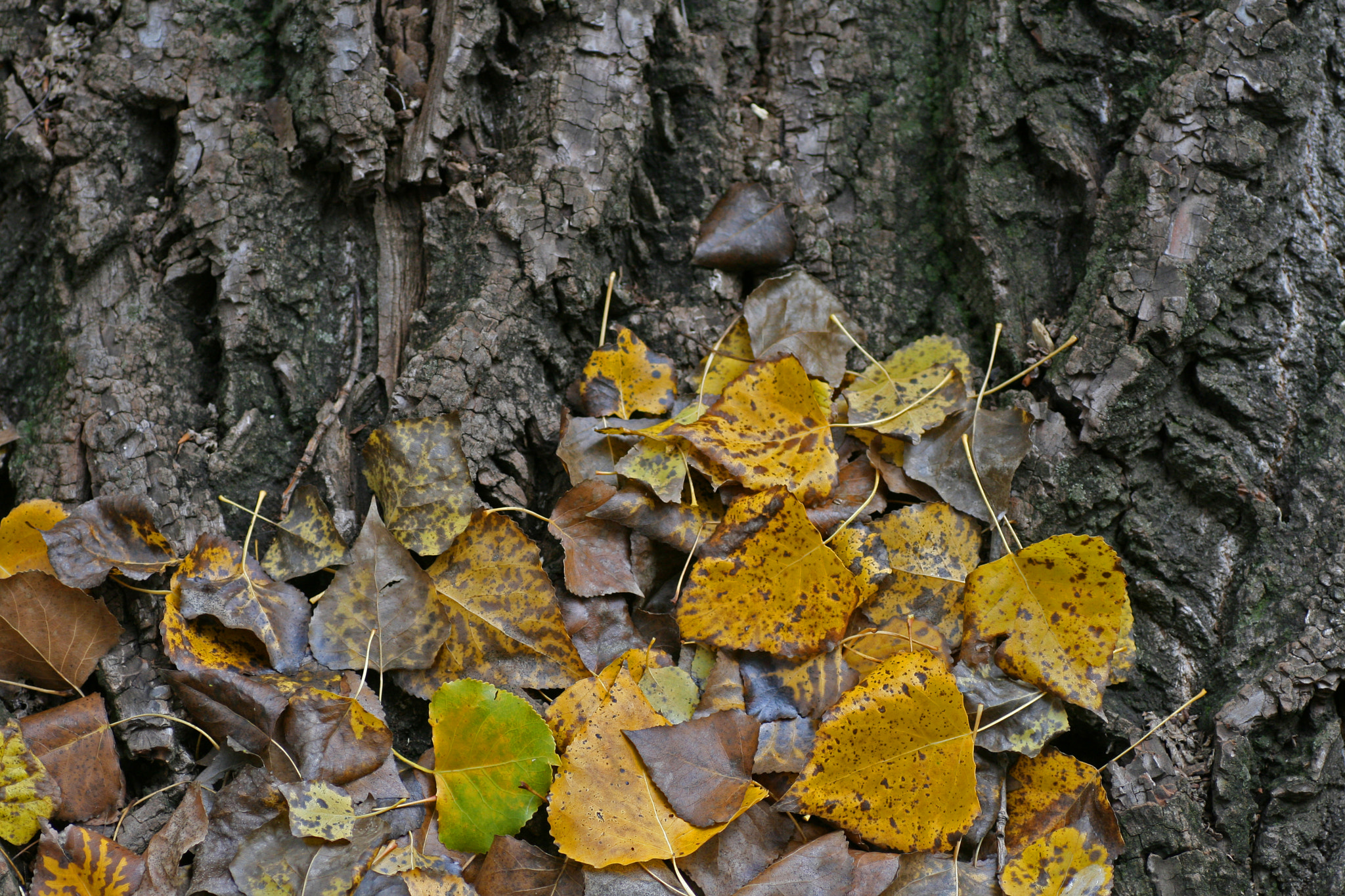 Canon EOS 400D (EOS Digital Rebel XTi / EOS Kiss Digital X) + Tamron SP AF 90mm F2.8 Di Macro sample photo. Autumn leaves on tree trunk photography