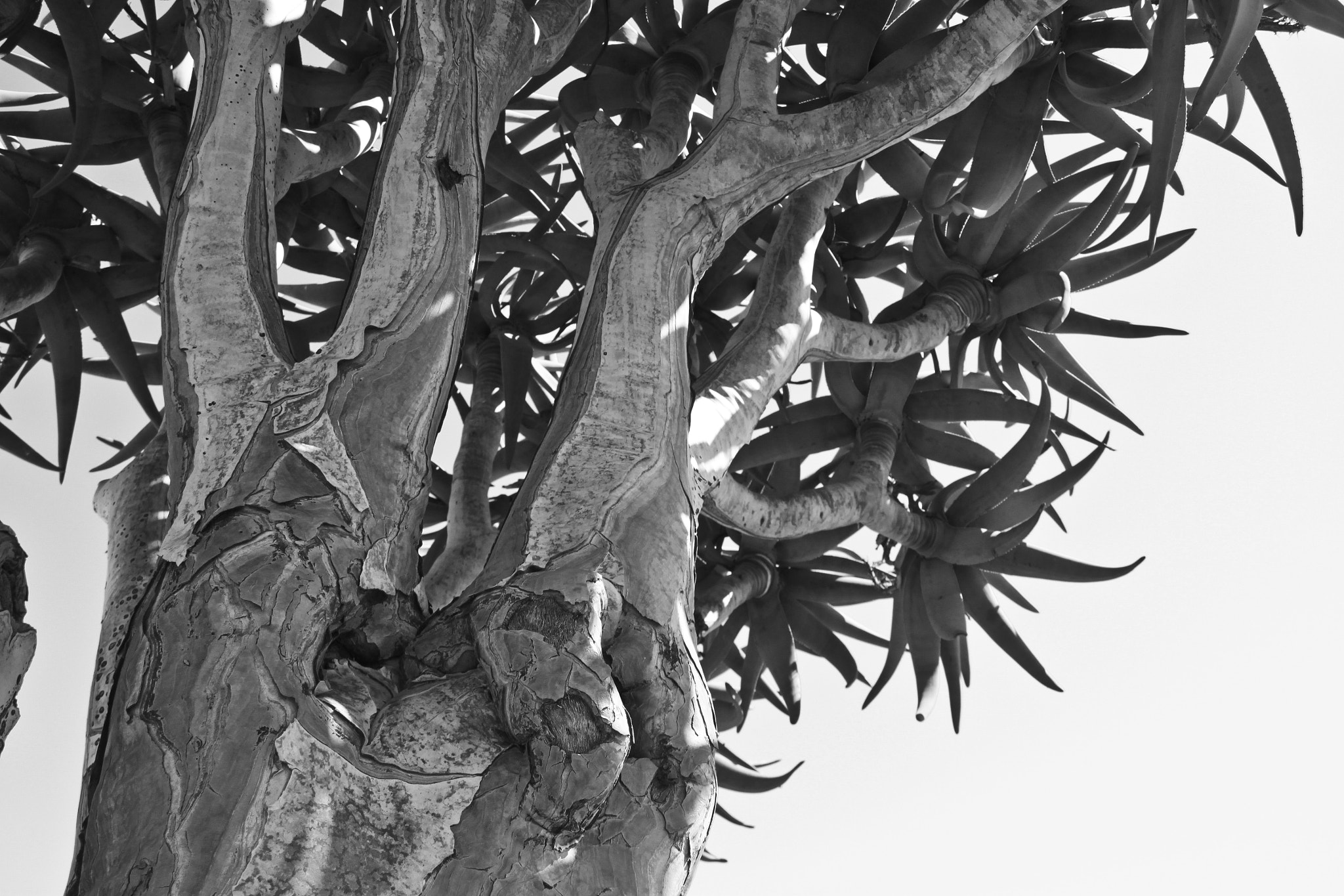 Sigma 18-200mm f/3.5-6.3 DC OS sample photo. Quiver tree – namibia photography