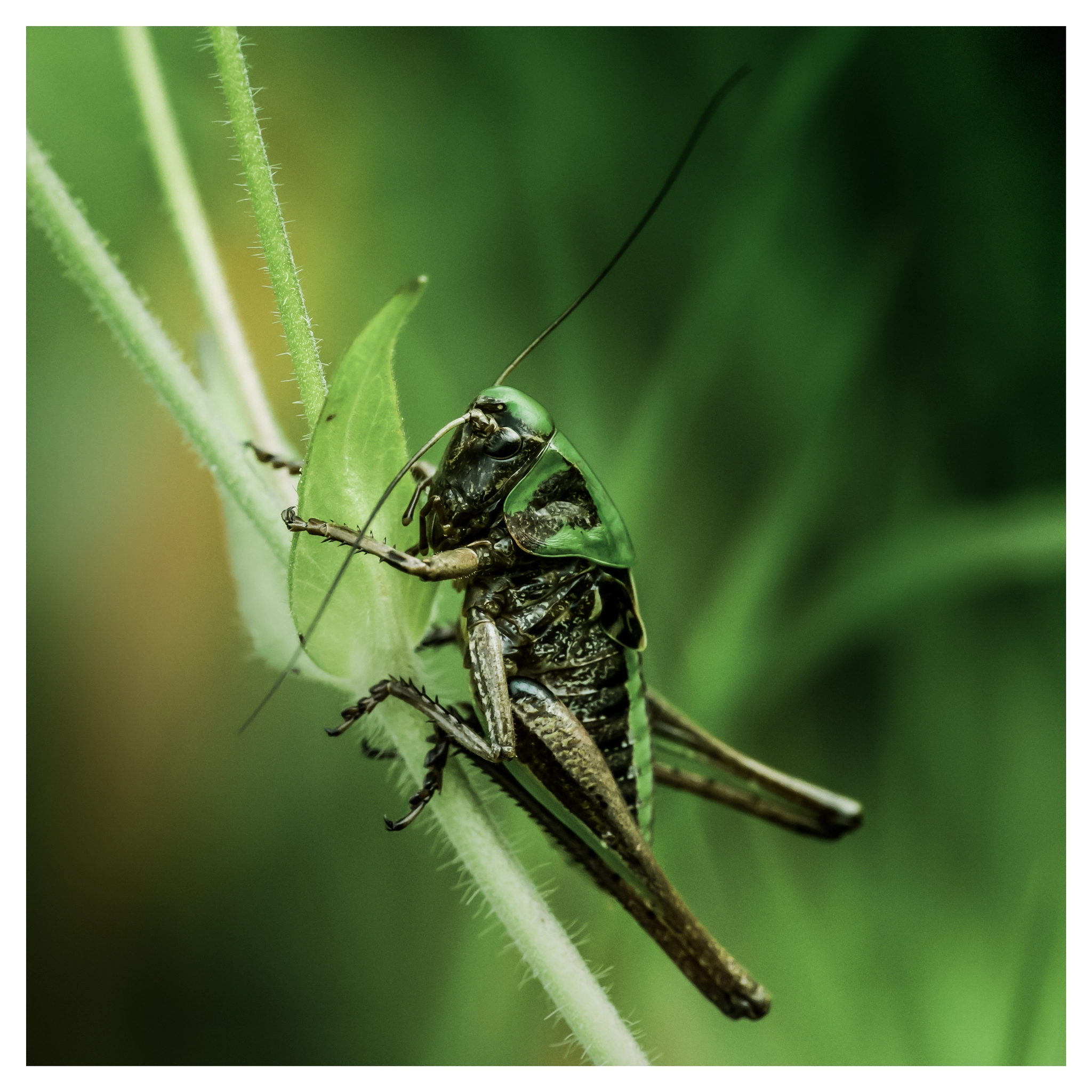 Sigma APO Macro 180mm F2.8 EX DG OS HSM sample photo. Cricket photography