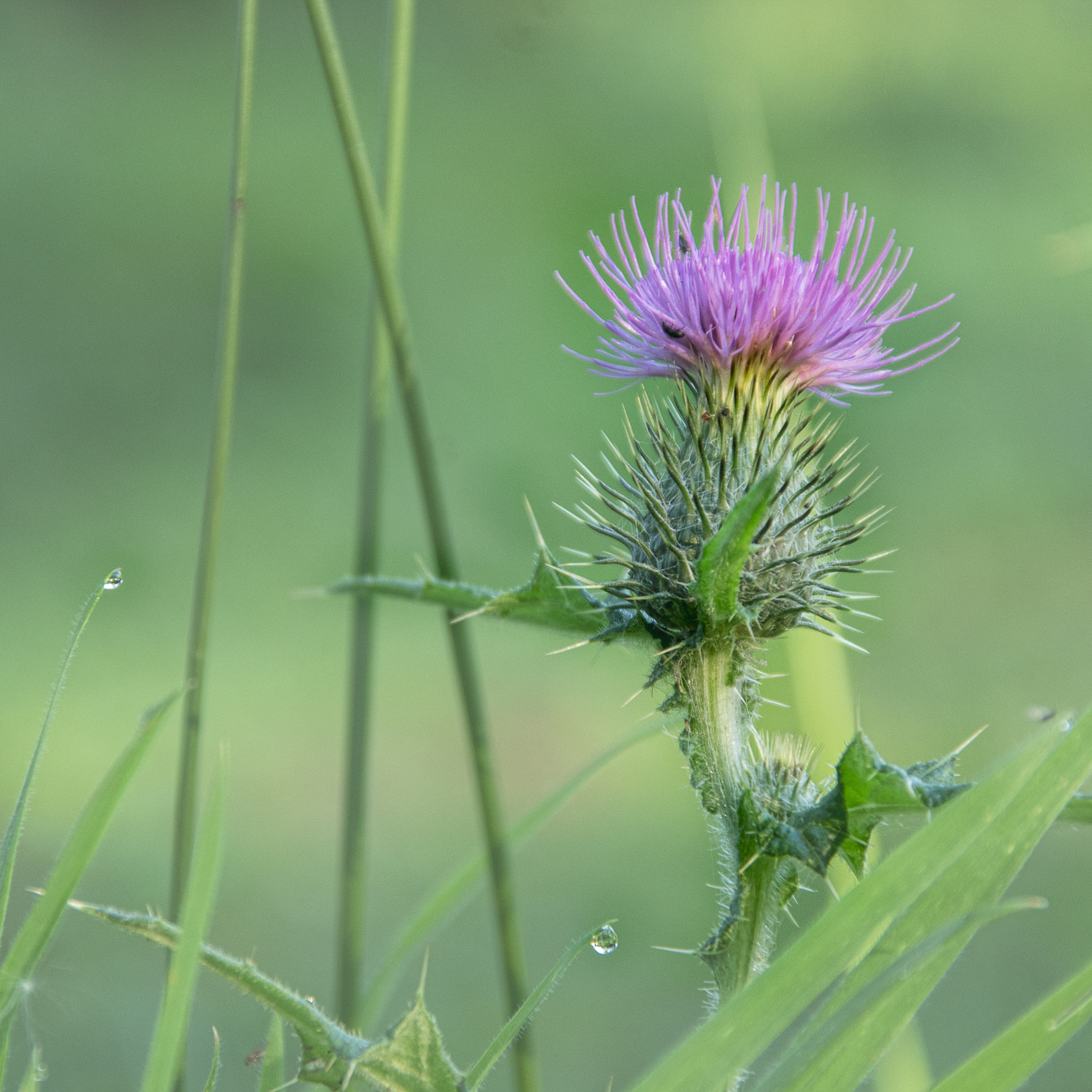 Pentax K-5 + Sigma 18-125mm F3.8-5.6 DC HSM sample photo. In the long grass photography