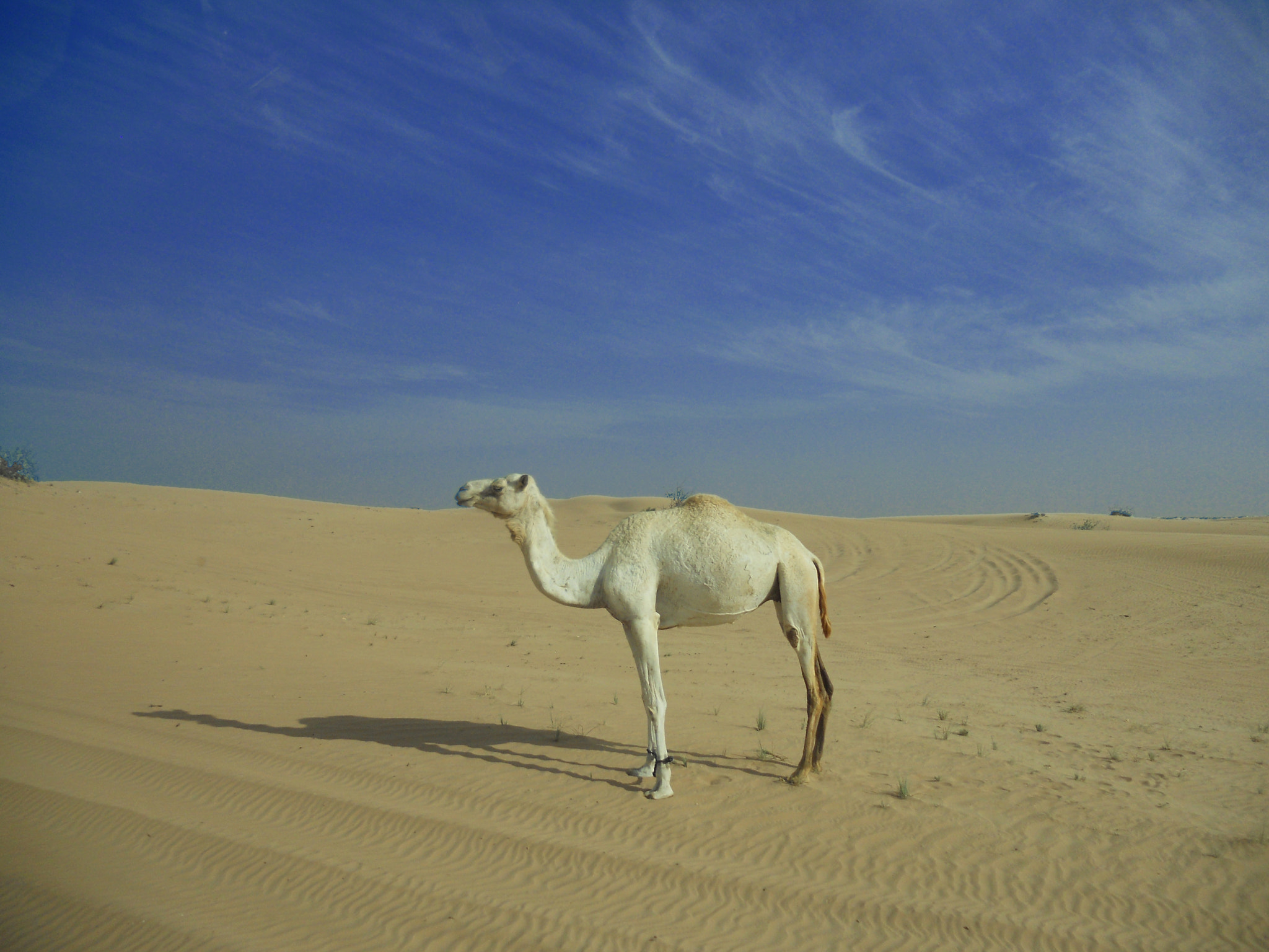 Nikon Coolpix S4000 sample photo. Camel in uae photography