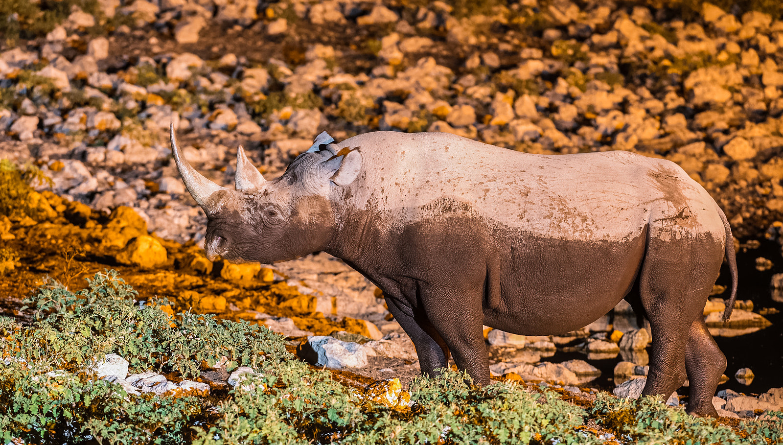 Nikon AF-S Nikkor 200-400mm F4G ED-IF VR sample photo. Black rhino posing photography