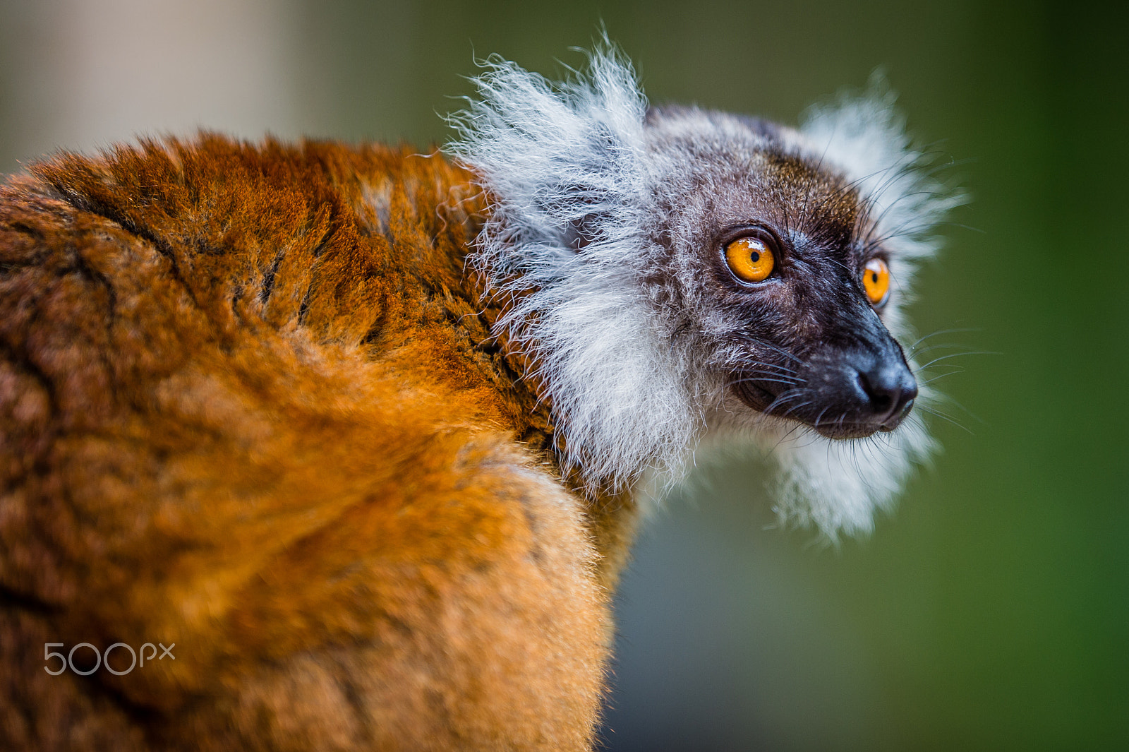 Nikon AF-S Nikkor 200mm F2G ED-IF VR sample photo. Lemurs of madagascar: eulemur macaco photography