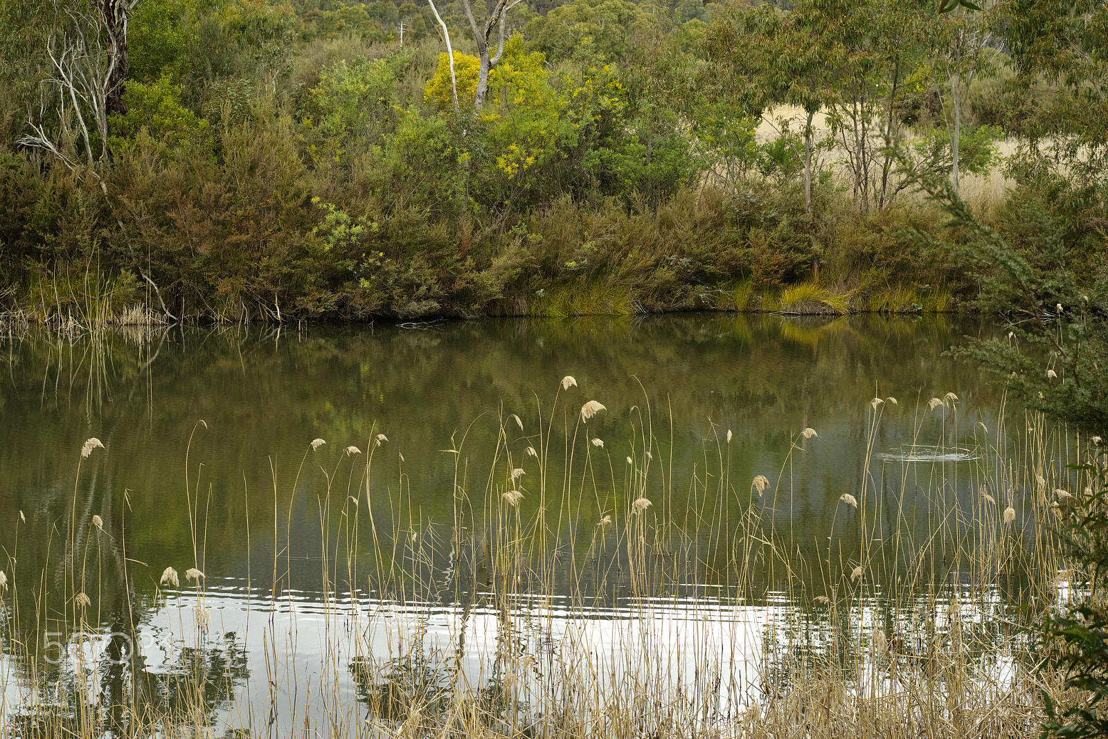 Pentax K-1 + Pentax smc FA 77mm 1.8 Limited sample photo. The weir photography