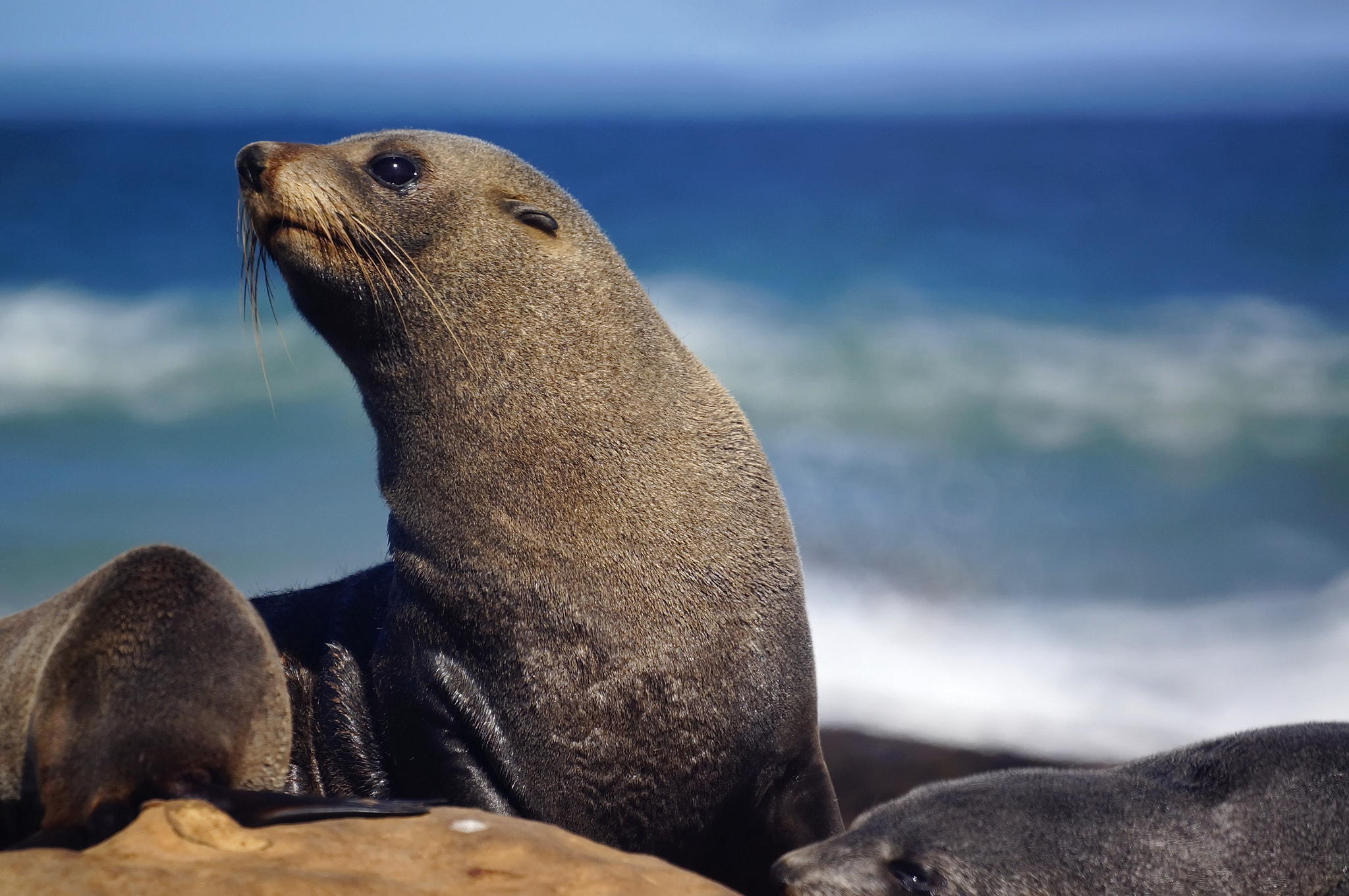 Sony Alpha NEX-5R + Sony 500mm F8 Reflex sample photo. Fur seal photography