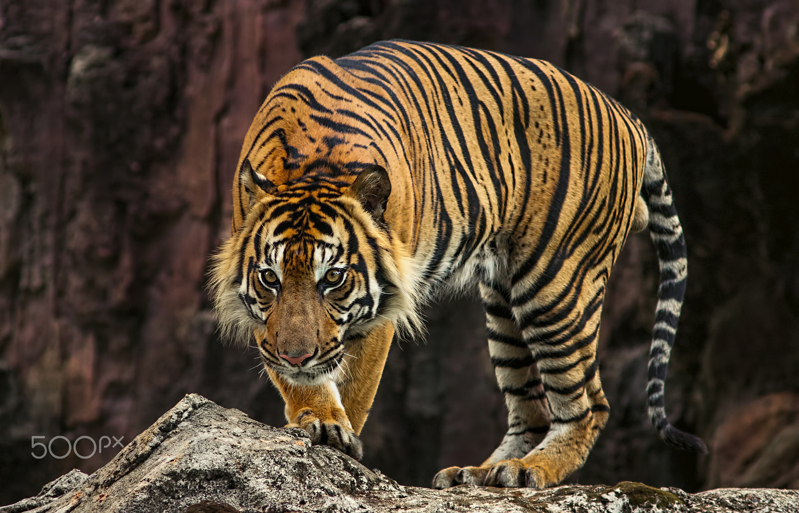 AF Zoom-Nikkor 75-300mm f/4.5-5.6 sample photo. Tiger sumatran photography