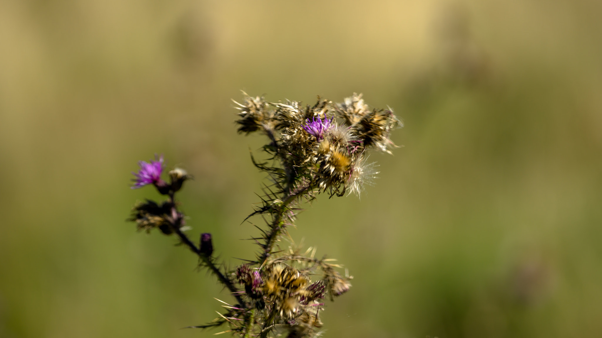 Tamron 18-270mm F3.5-6.3 Di II PZD sample photo. On the meadow photography