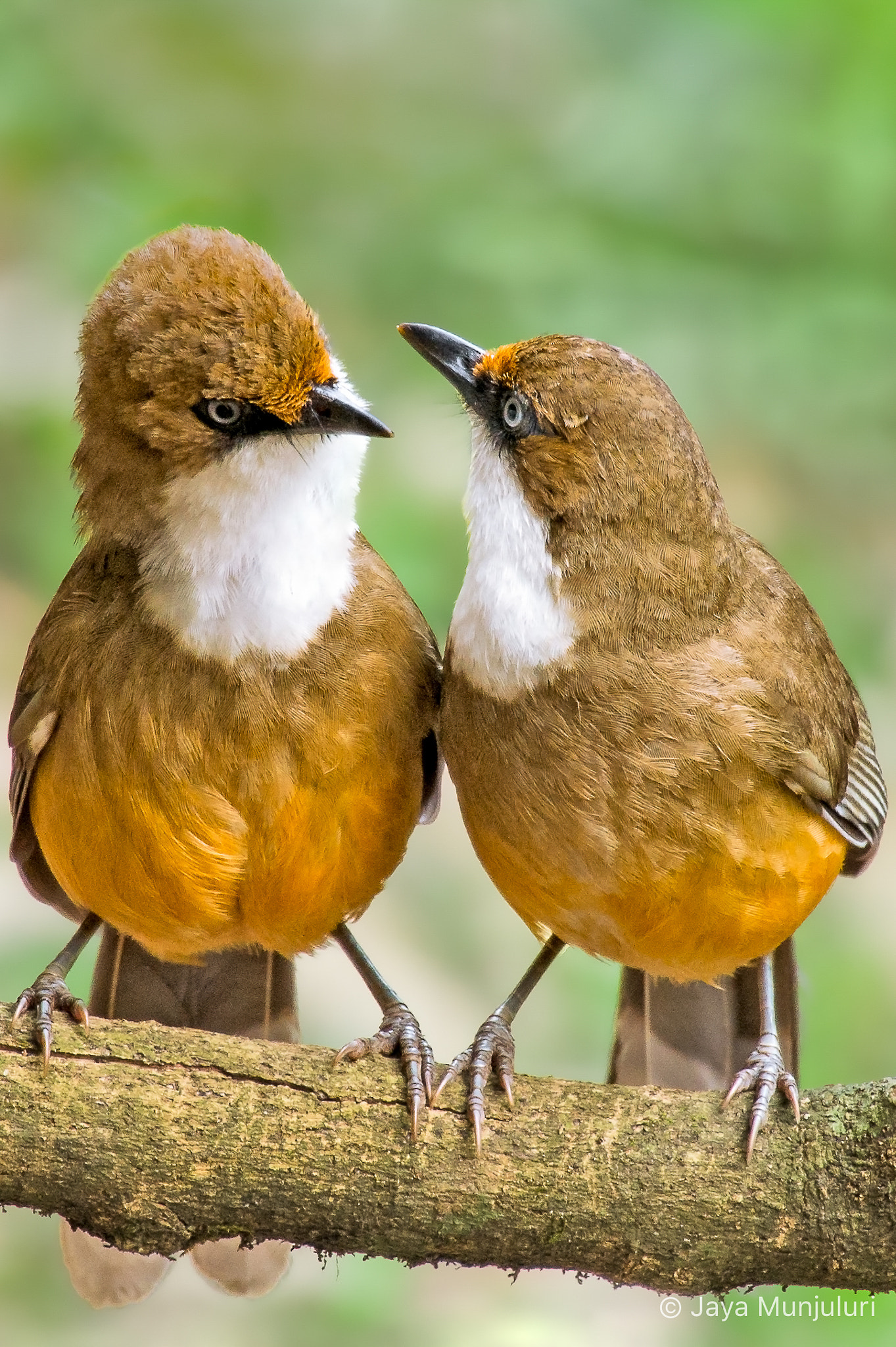 Nikon AF-S Nikkor 200-500mm F5.6E ED VR sample photo. White-throated laughingthrush photography