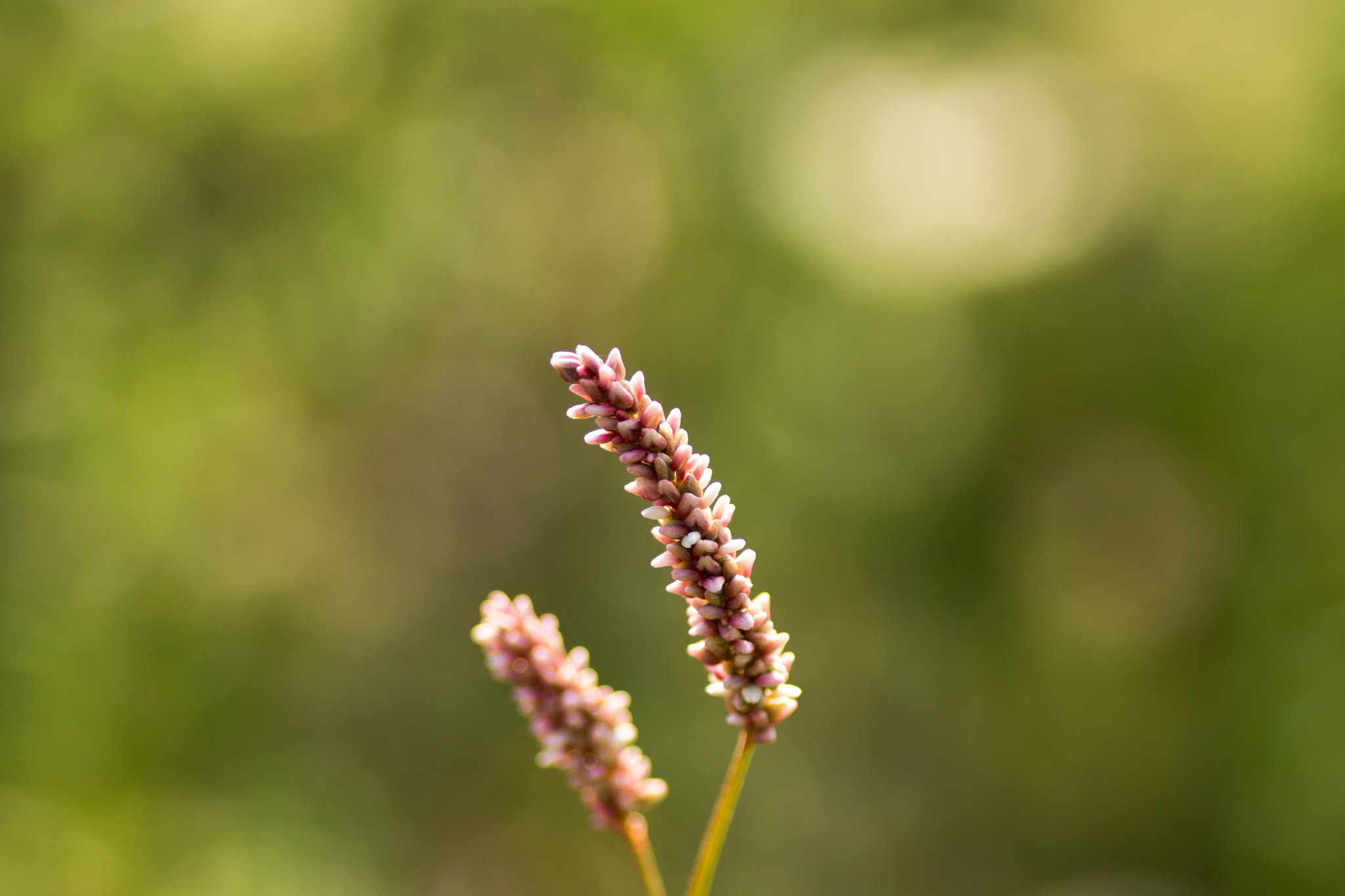 Canon EOS 700D (EOS Rebel T5i / EOS Kiss X7i) + Tamron SP AF 90mm F2.8 Di Macro sample photo. Grass photography