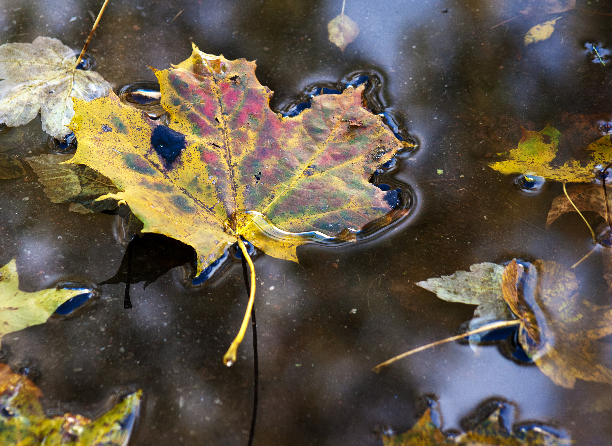 Sigma 50-200mm F4-5.6 DC OS HSM sample photo. Yellow leaf in the pool photography