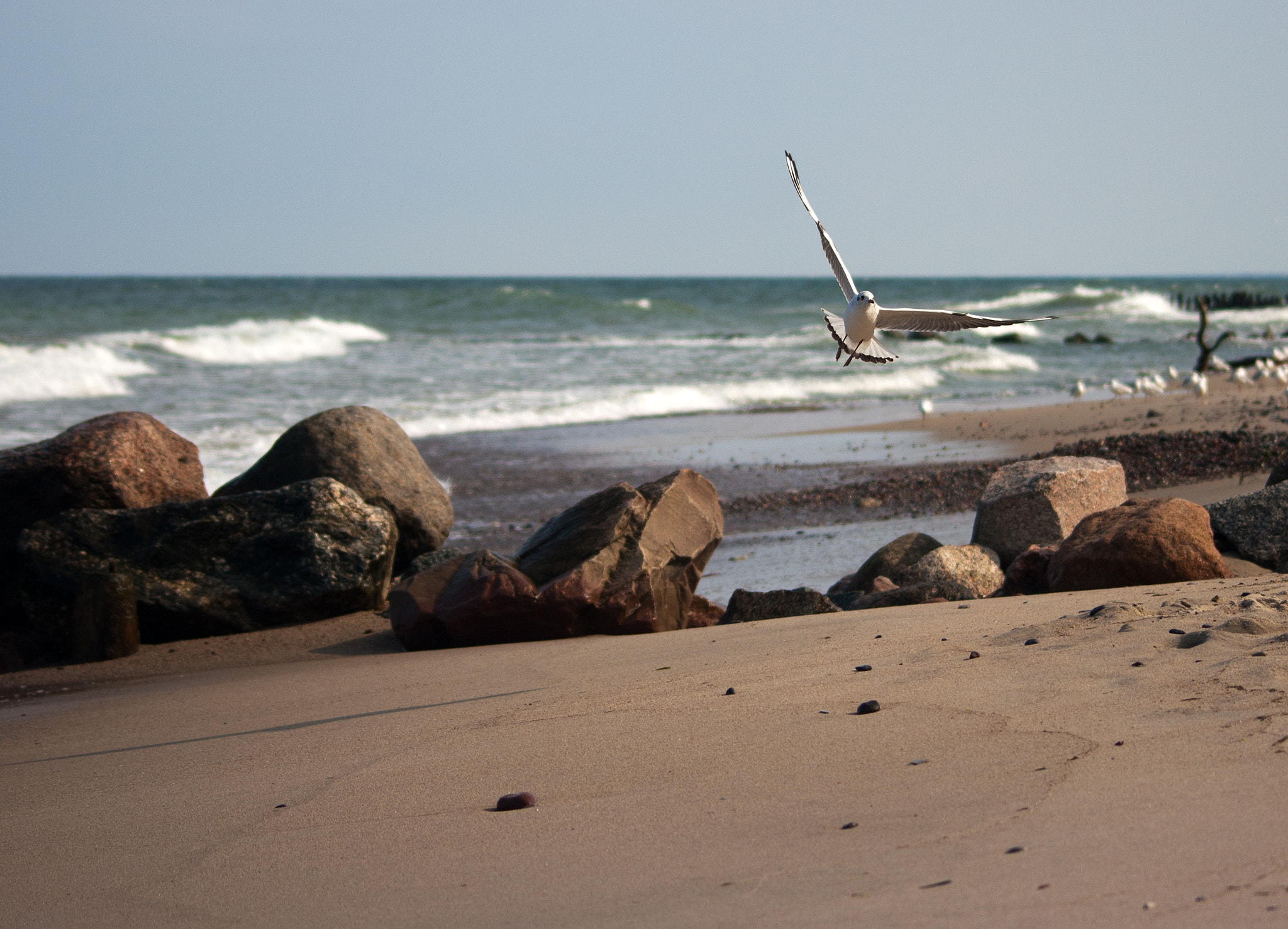 Sigma 70-300mm F4-5.6 APO DG Macro sample photo. Flying seagull over the coast photography