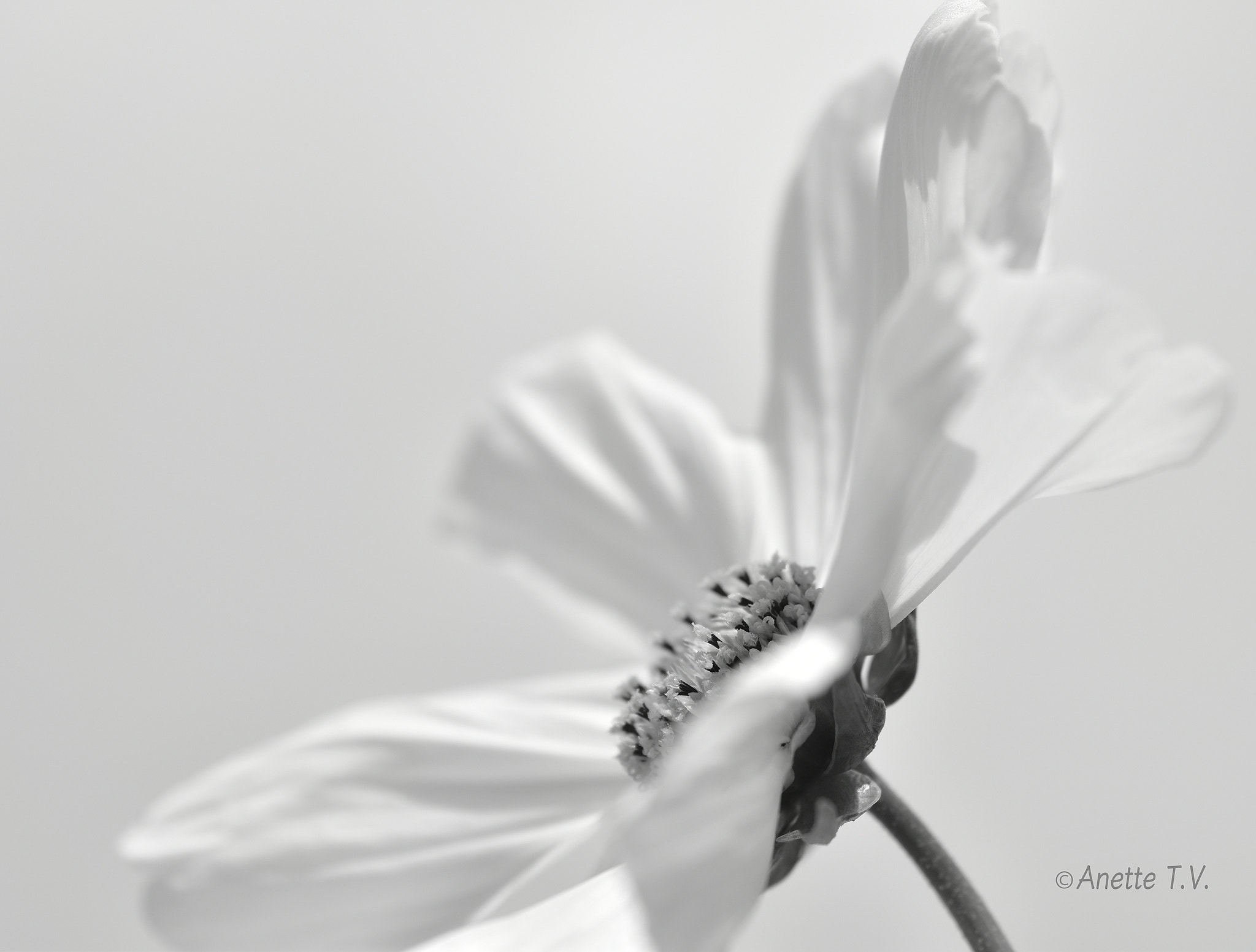 Nikon AF-S Micro-Nikkor 105mm F2.8G IF-ED VR sample photo. White ... photography