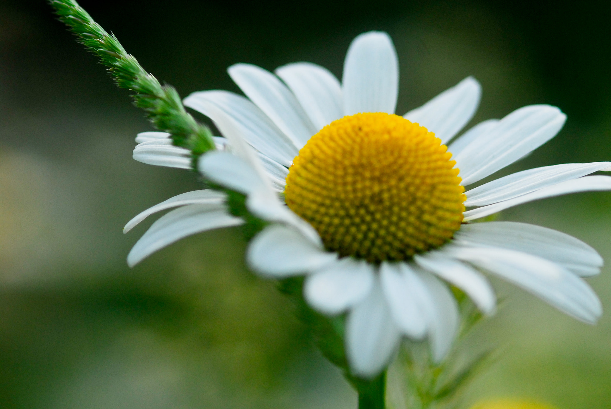 Nikon D200 sample photo