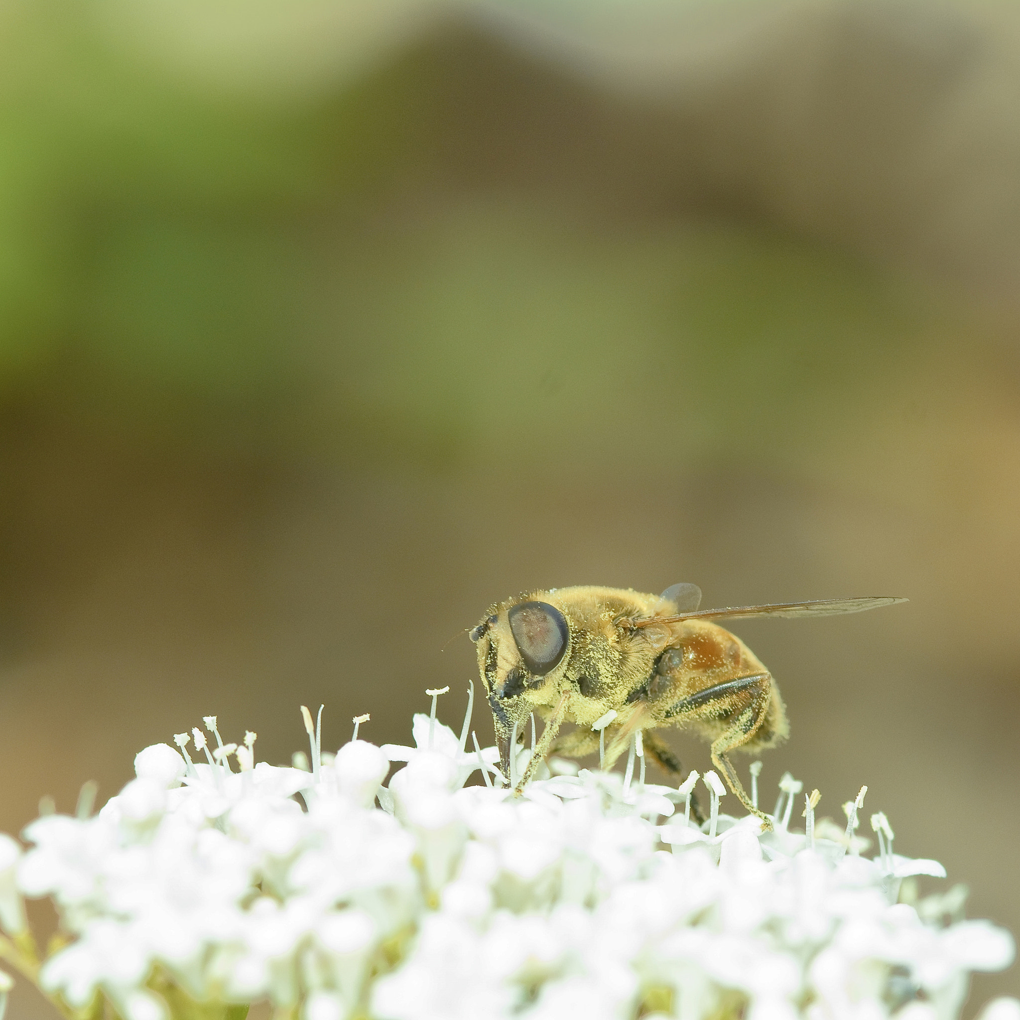Nikon AF-S Nikkor 17-35mm F2.8D ED-IF sample photo. ...fly... photography