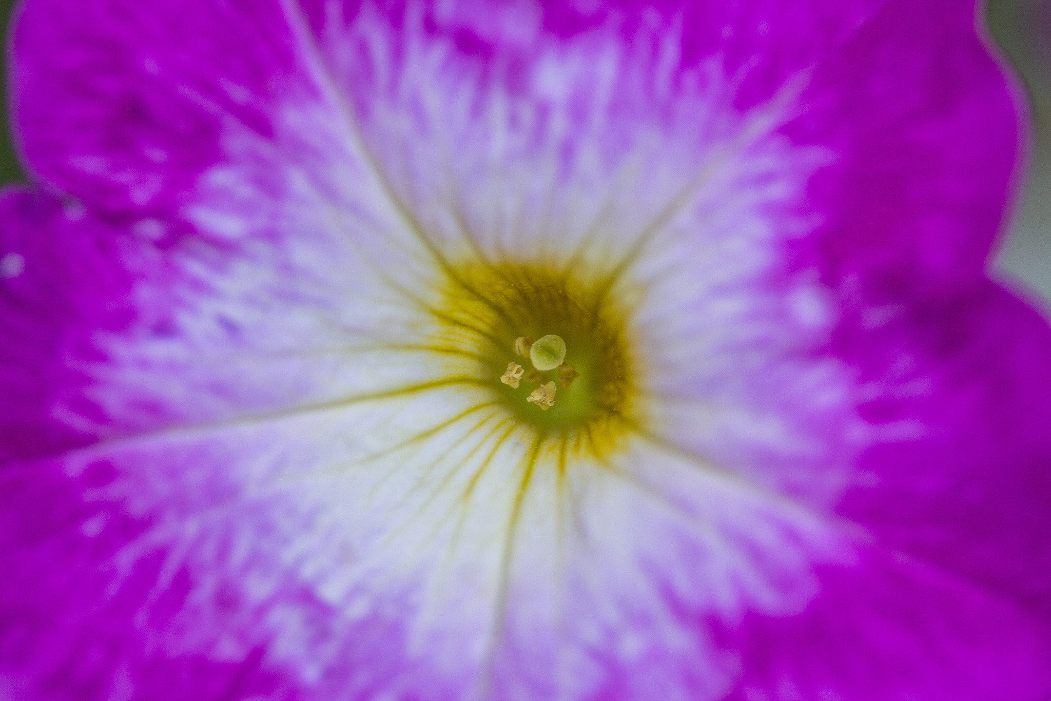 Canon EF-S 60mm F2.8 Macro USM sample photo. Core - flower.. photography