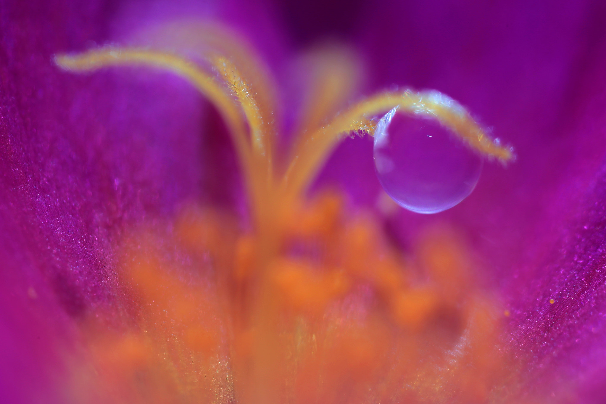 Canon MP-E 65mm F2.5 1-5x Macro Photo sample photo. Purple drop photography