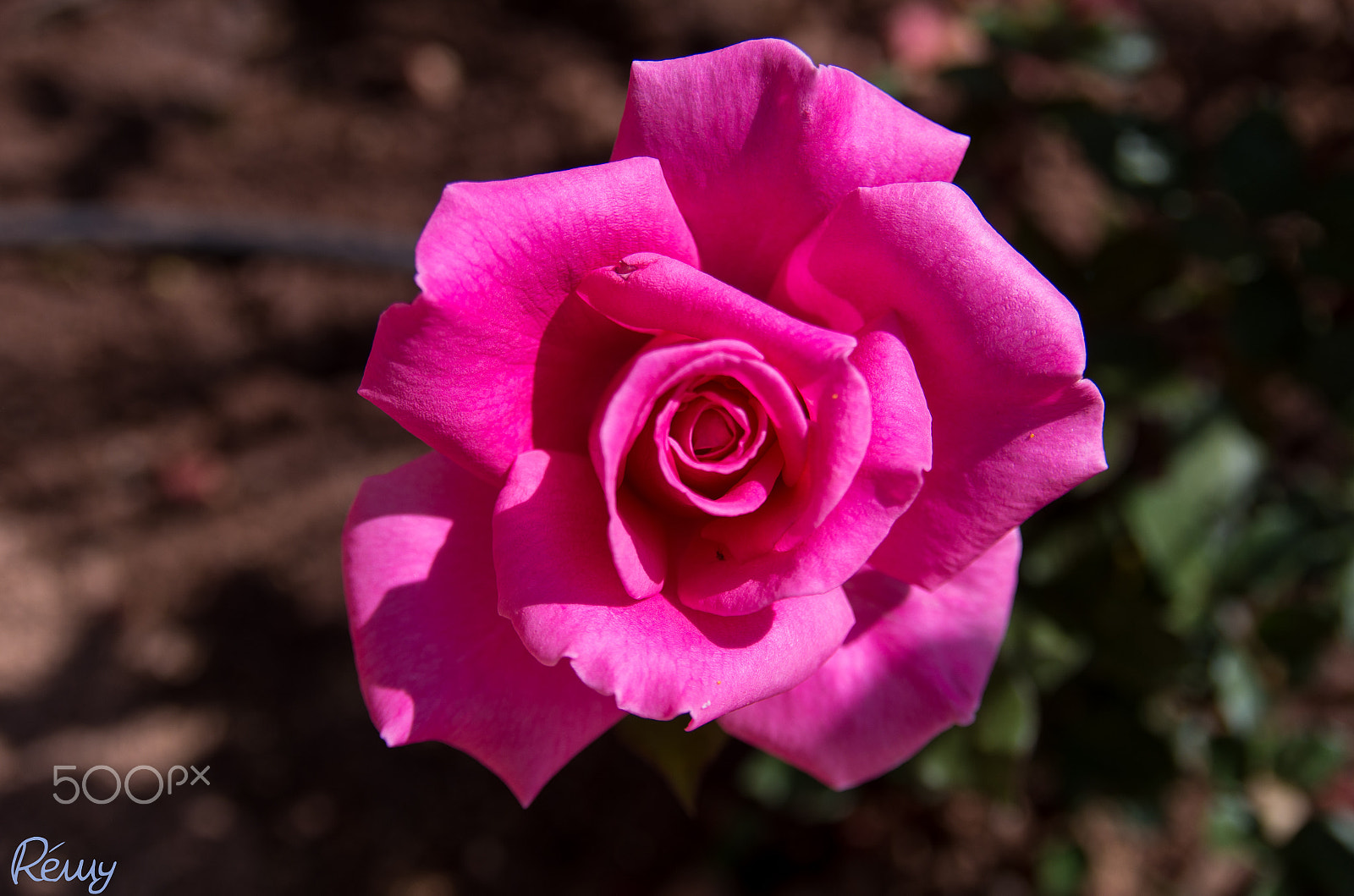Pentax K-30 + Sigma sample photo. Pink rose two photography