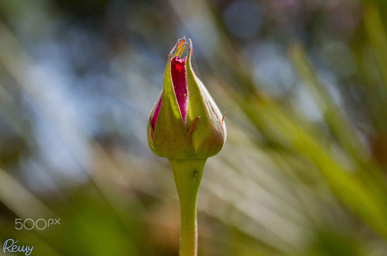 Pentax K-30 + Sigma sample photo. Closed rose photography