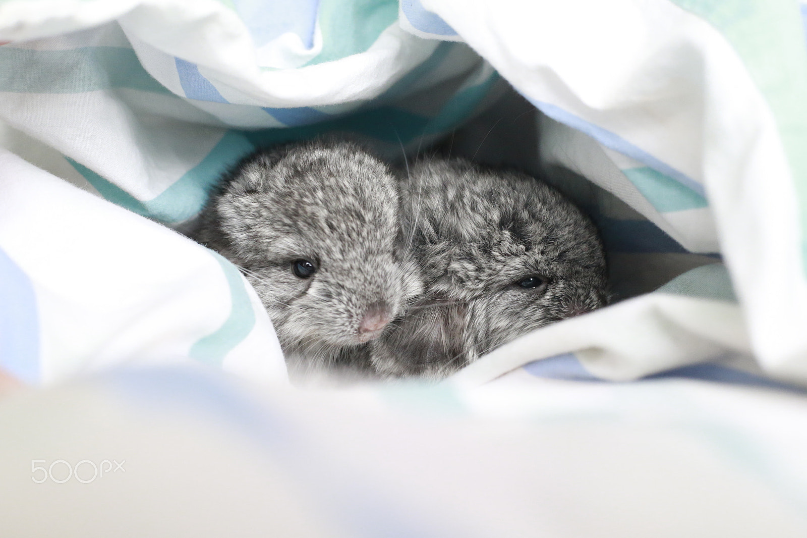 Canon EOS-1D X sample photo. Pets photography