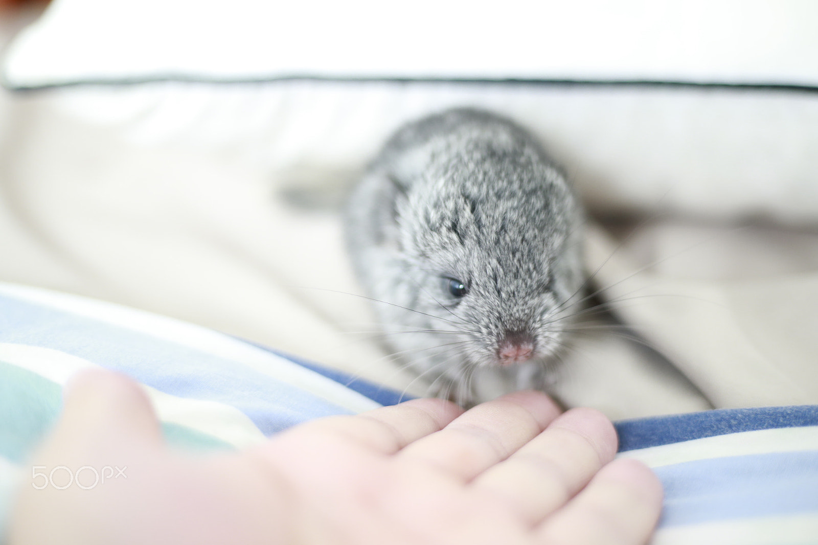 Canon EOS-1D X sample photo. Pets photography