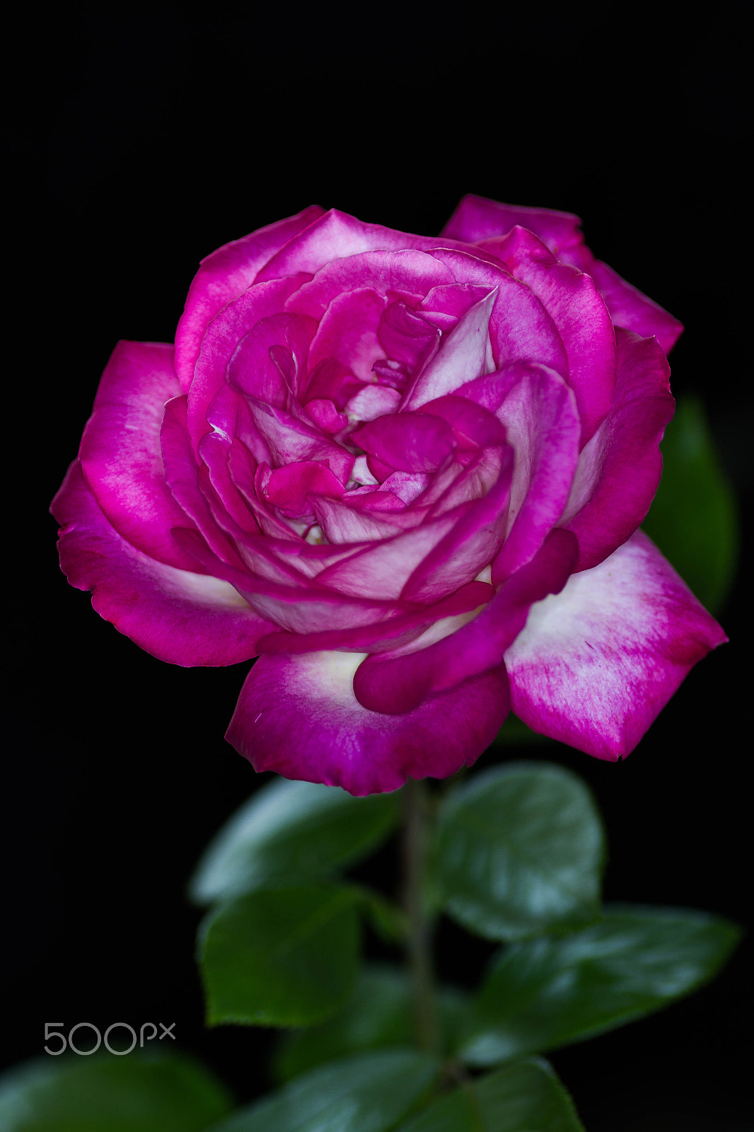 Canon EOS 7D + Tamron SP AF 90mm F2.8 Di Macro sample photo. Wrinkled photography