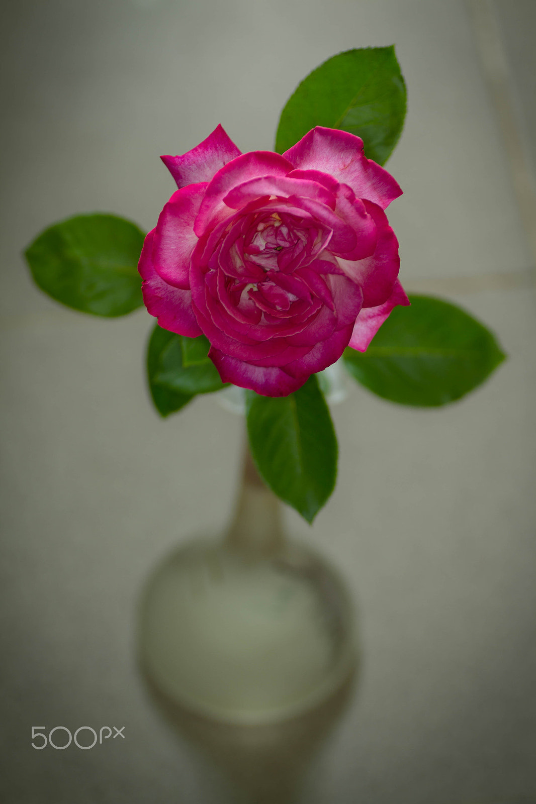 Canon EOS 7D + Tamron SP AF 90mm F2.8 Di Macro sample photo. Wrinkled rose photography