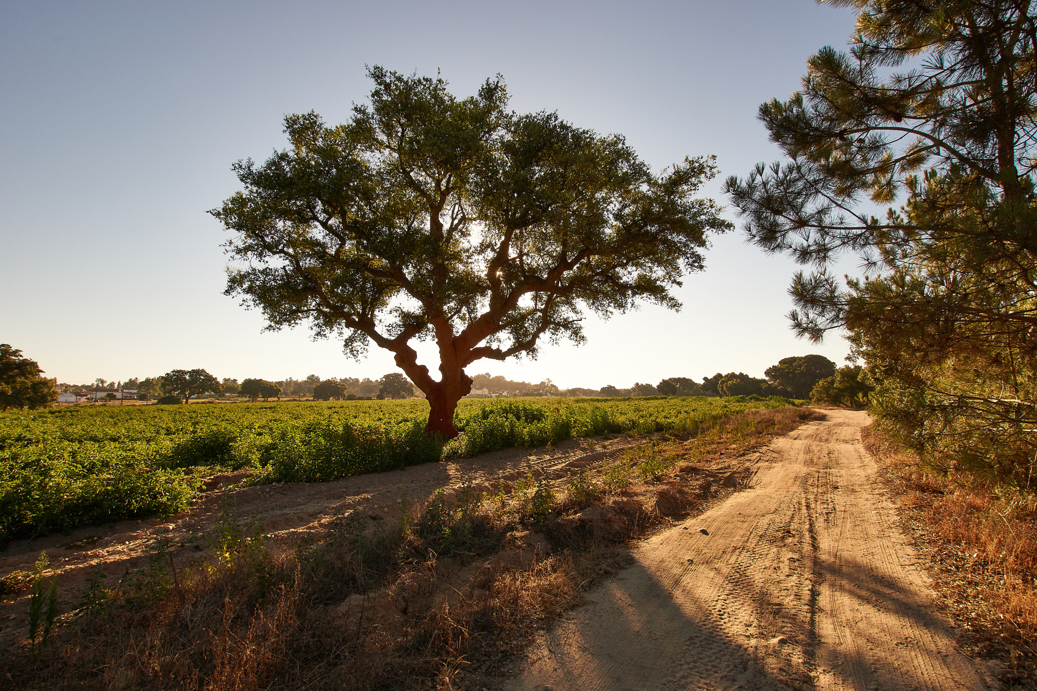 Sony SLT-A65 (SLT-A65V) + 10-20mm F3.5 sample photo. The tree by the dirt road photography