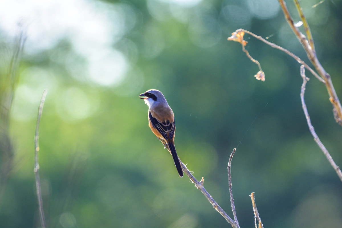 Sigma 150-600mm F5-6.3 DG OS HSM | C sample photo. Long tail shrike photography