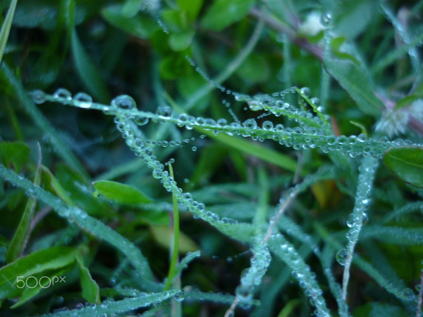 Panasonic DMC-F2 sample photo. Dew on the grass.jpg photography