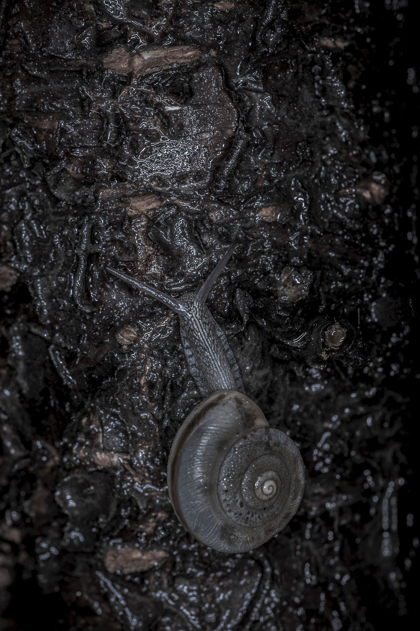 Sigma 150mm f/2.8 EX DG OS HSM APO Macro sample photo. Snail photography