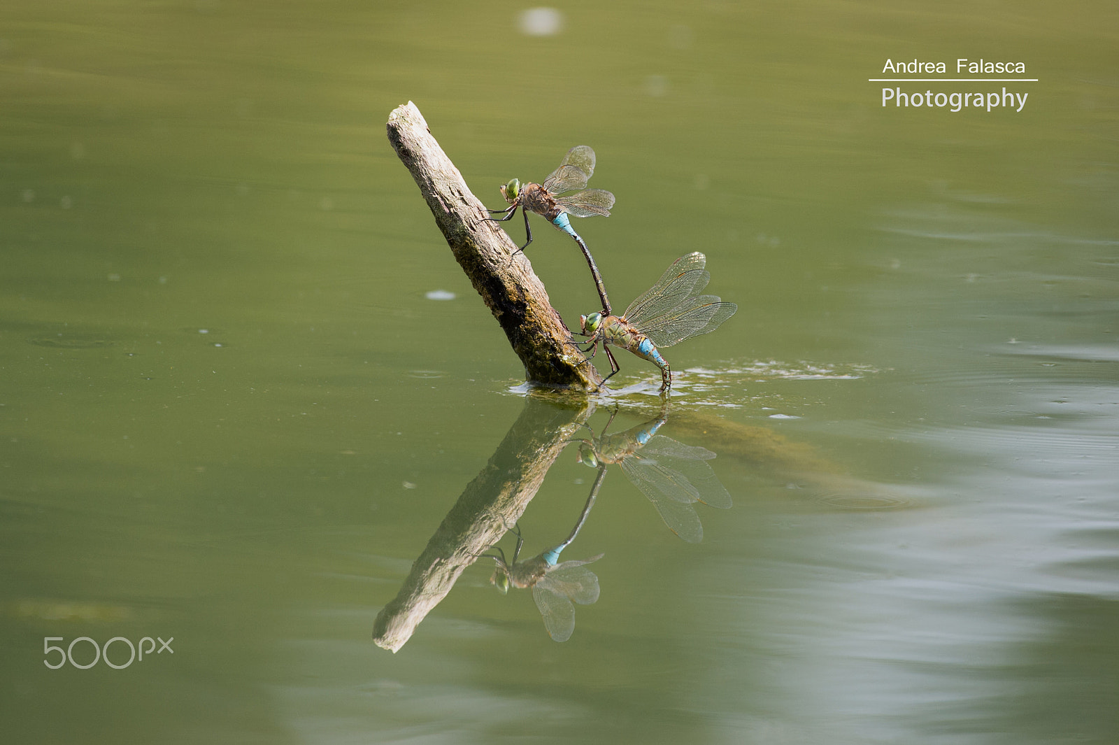 Nikon AF-S Nikkor 200-500mm F5.6E ED VR sample photo. Double dragonfly in the mirror photography