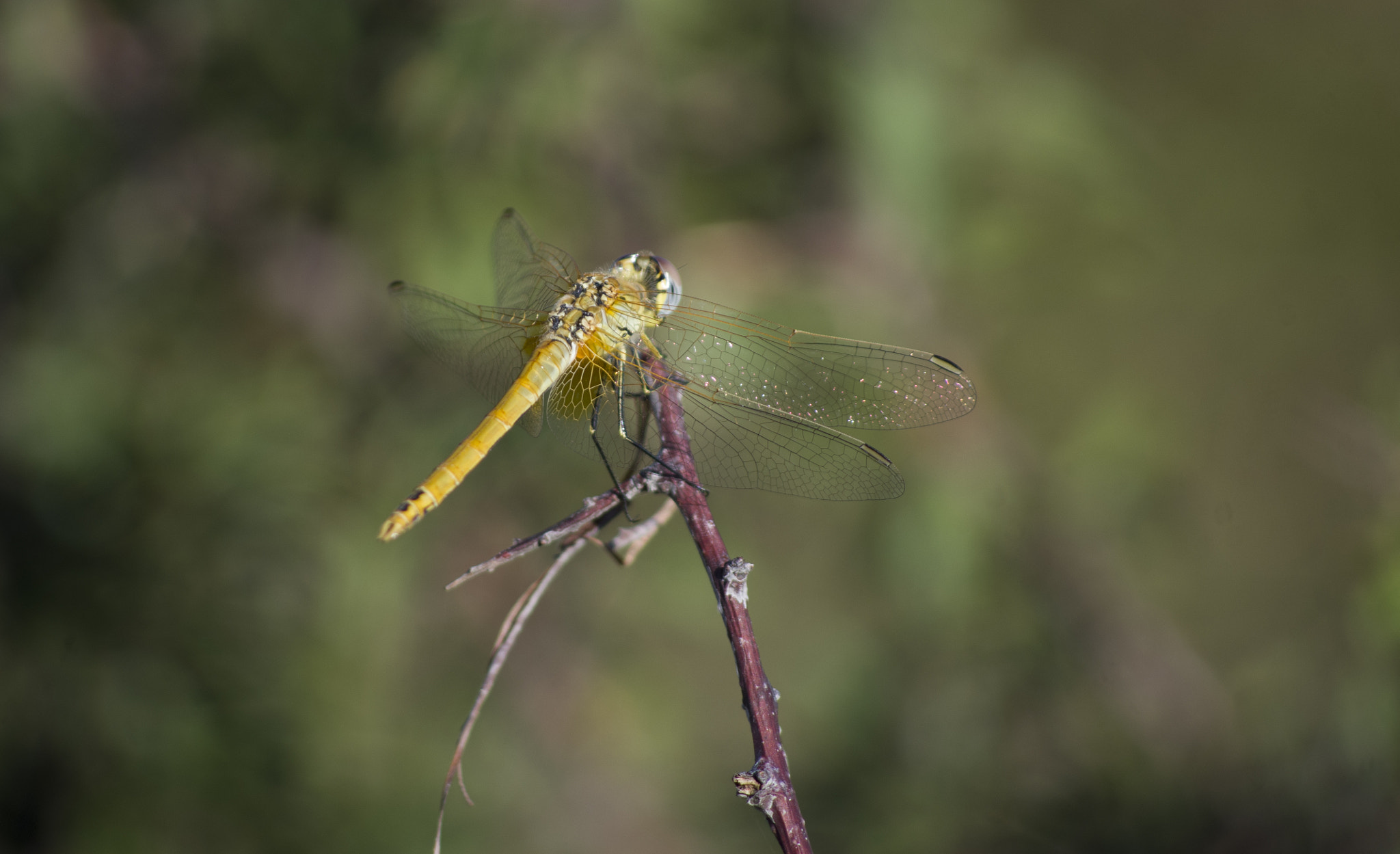HD Pentax DA 55-300mm F4.0-5.8 ED WR sample photo. Dragonfly photography