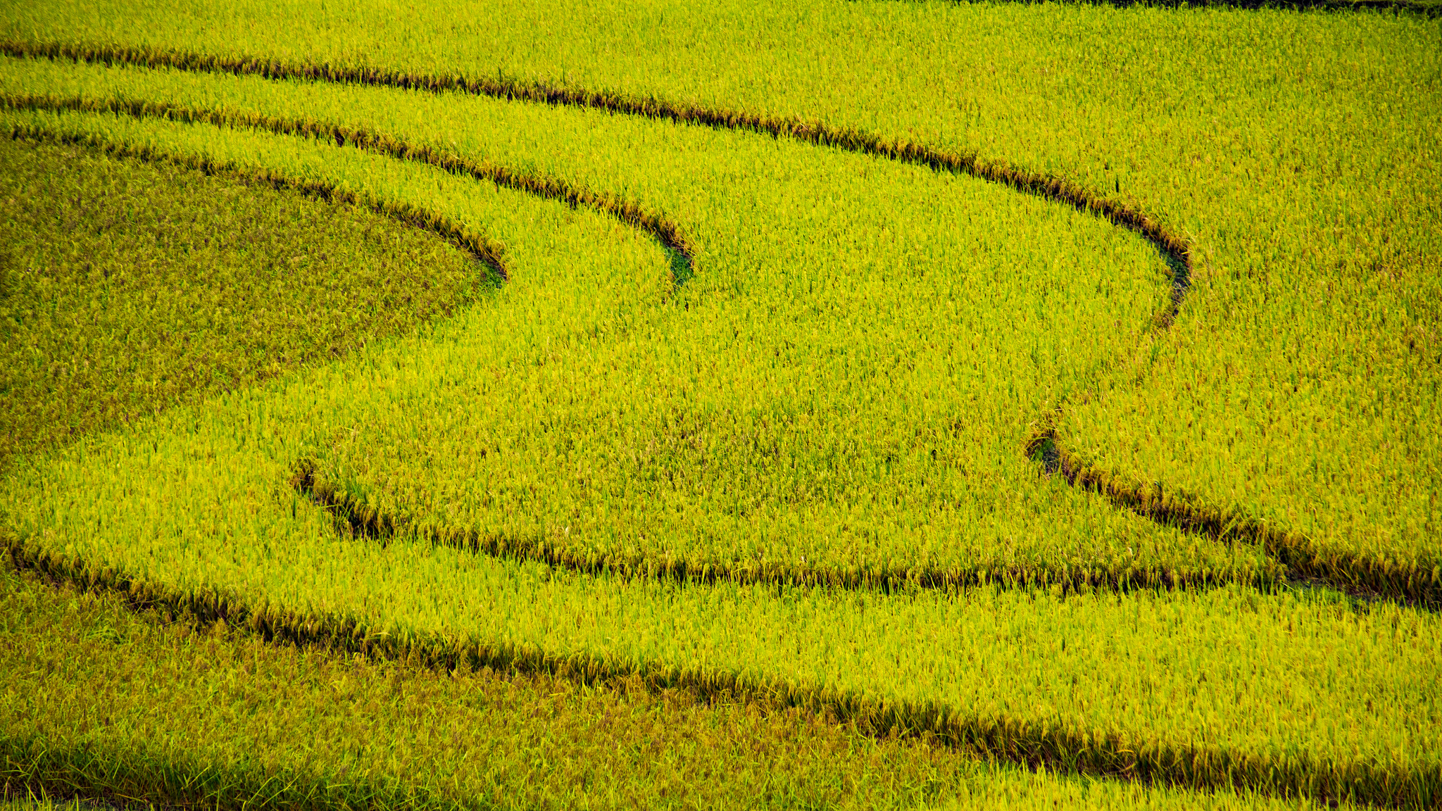 Canon EOS 6D + Canon EF 70-210mm f/3.5-4.5 USM sample photo. Mù cang chải -  việt nam photography