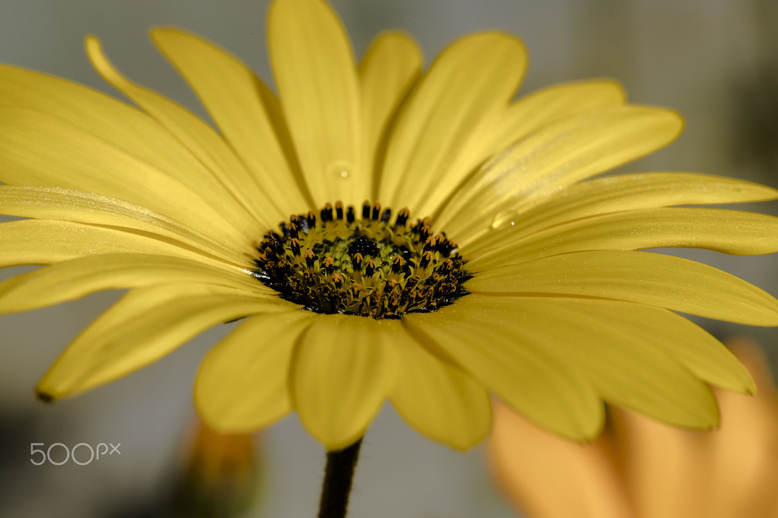 Canon EF 100mm F2.8L Macro IS USM sample photo. Chrysanthemum photography