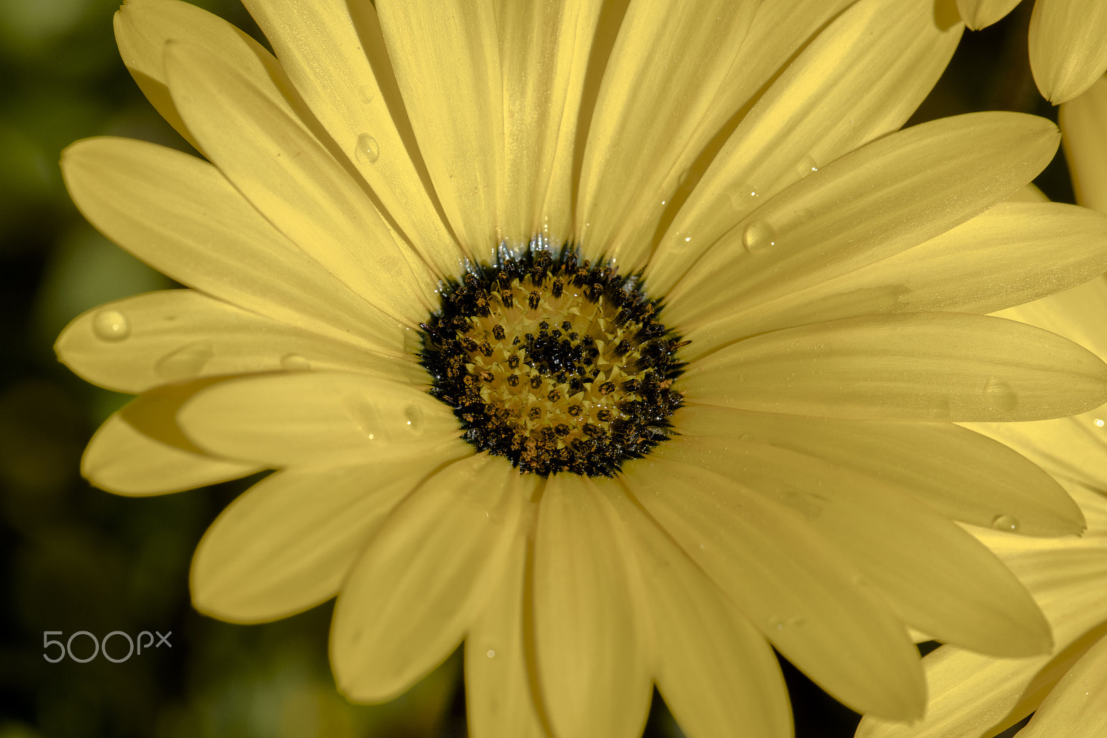Canon EF 100mm F2.8L Macro IS USM sample photo. Chrysanthemum photography