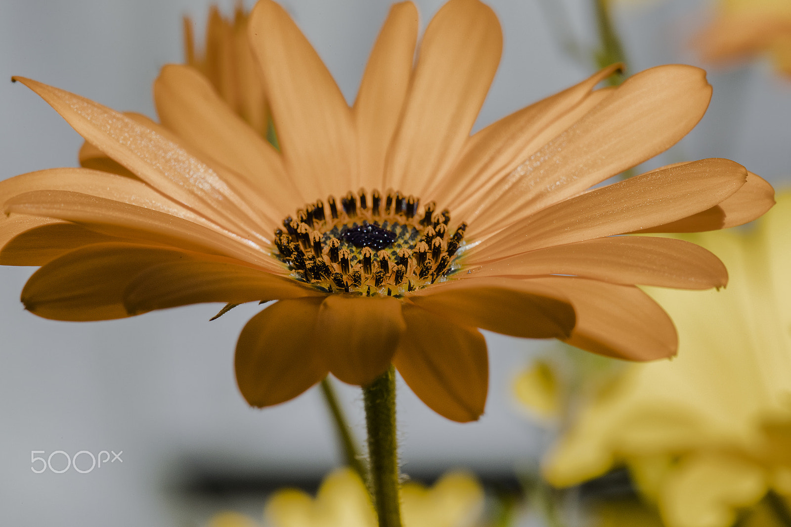 Canon EF 100mm F2.8L Macro IS USM sample photo. Chrysanthemum photography