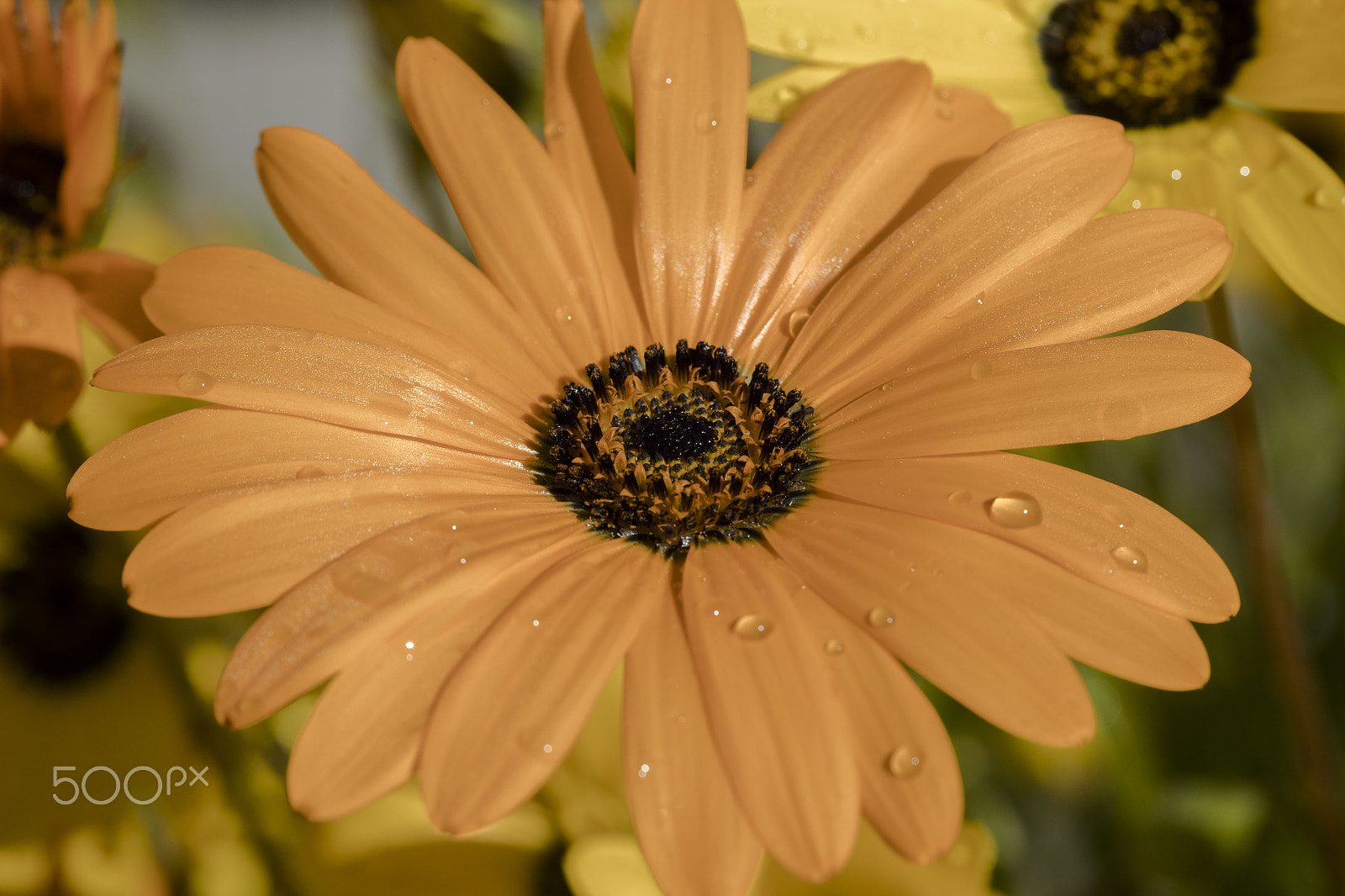 Canon EF 100mm F2.8L Macro IS USM sample photo. Chrysanthemum photography
