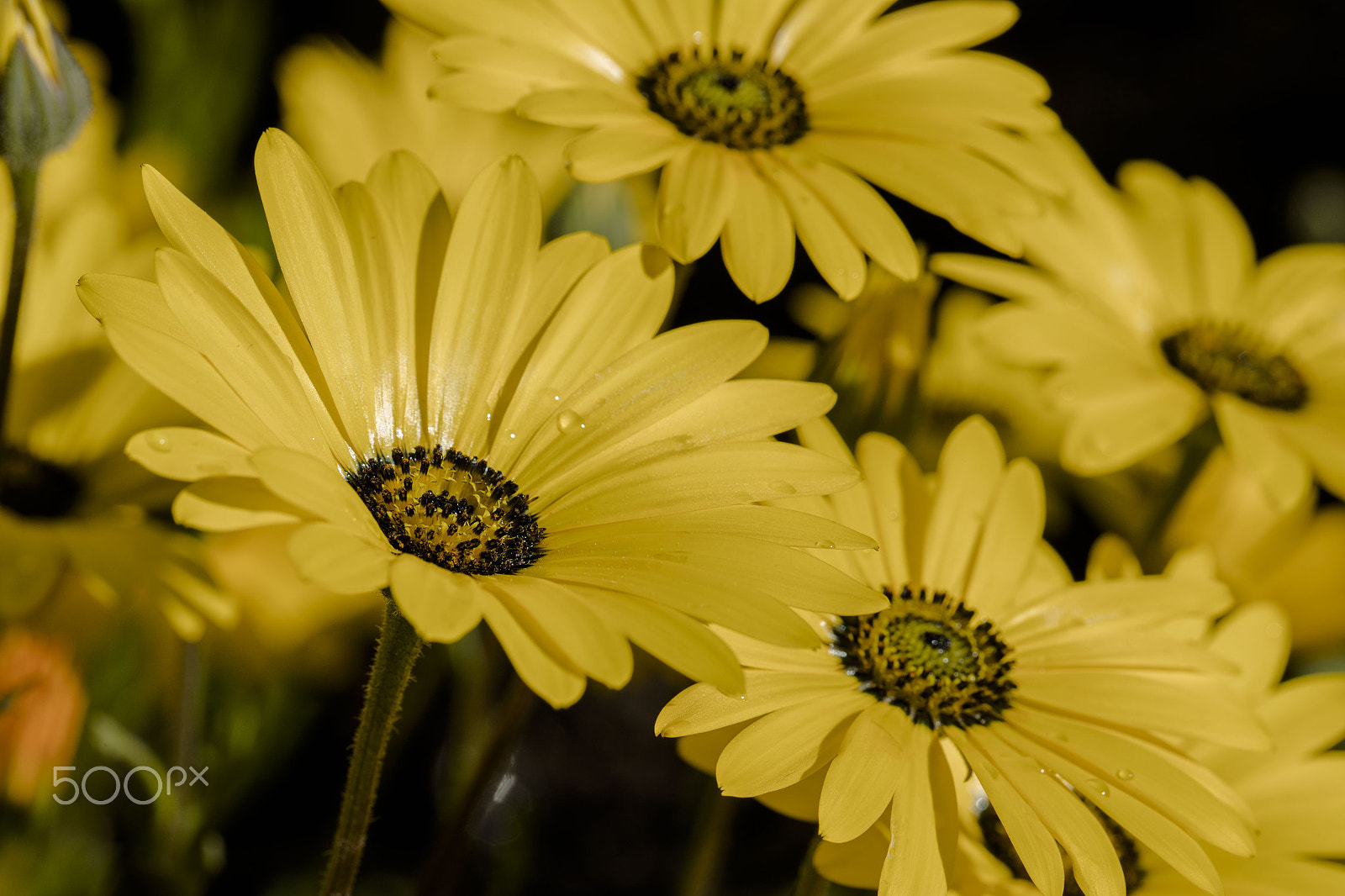 Canon EF 100mm F2.8L Macro IS USM sample photo. Chrysanthemum photography