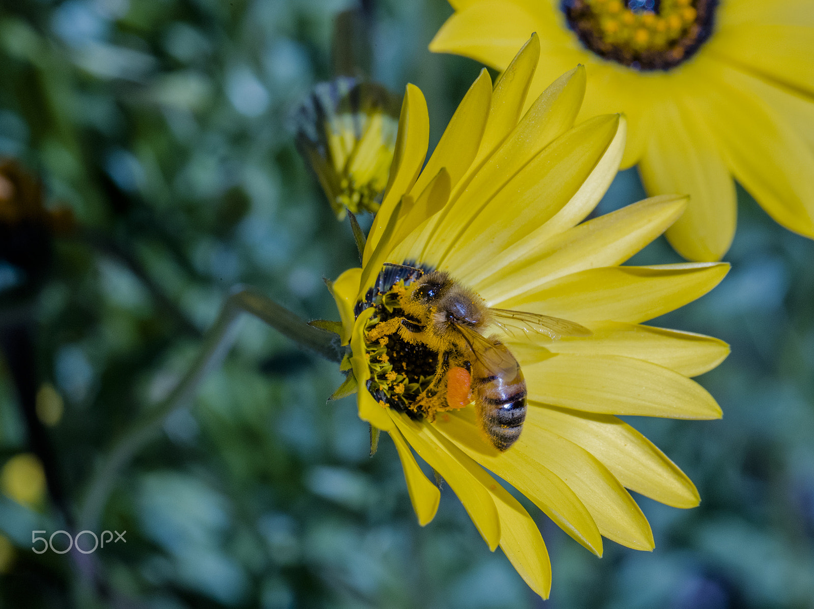 Canon EF 100mm F2.8L Macro IS USM sample photo. Chrysanthemum photography