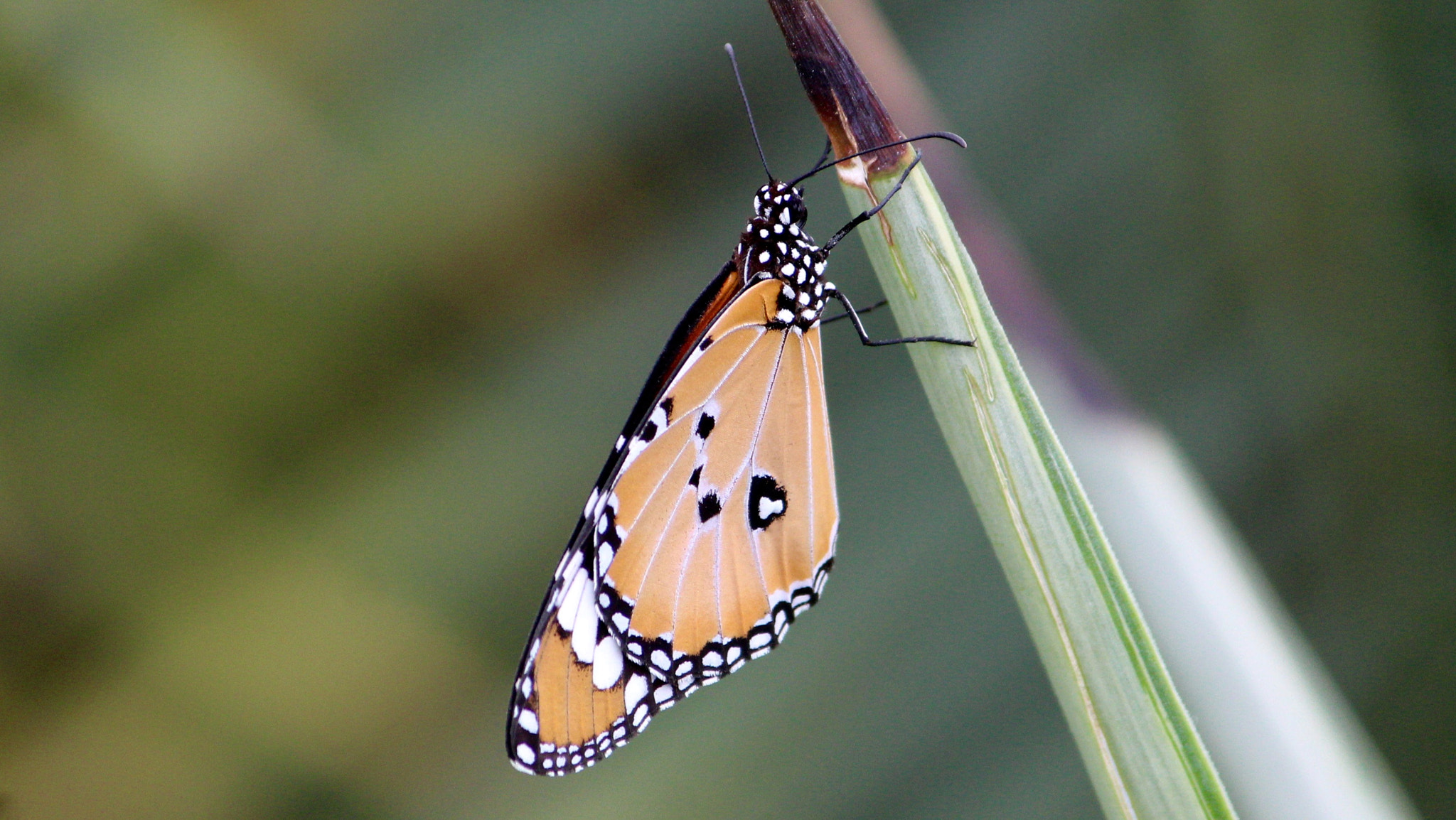 Canon EF-S 55-250mm F4-5.6 IS II sample photo. Monarch photography