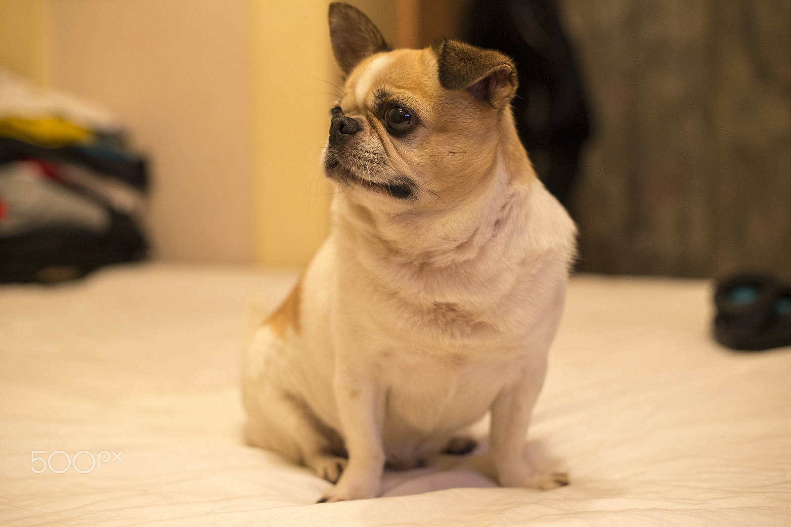 Canon EOS-1D X sample photo. Dog photography
